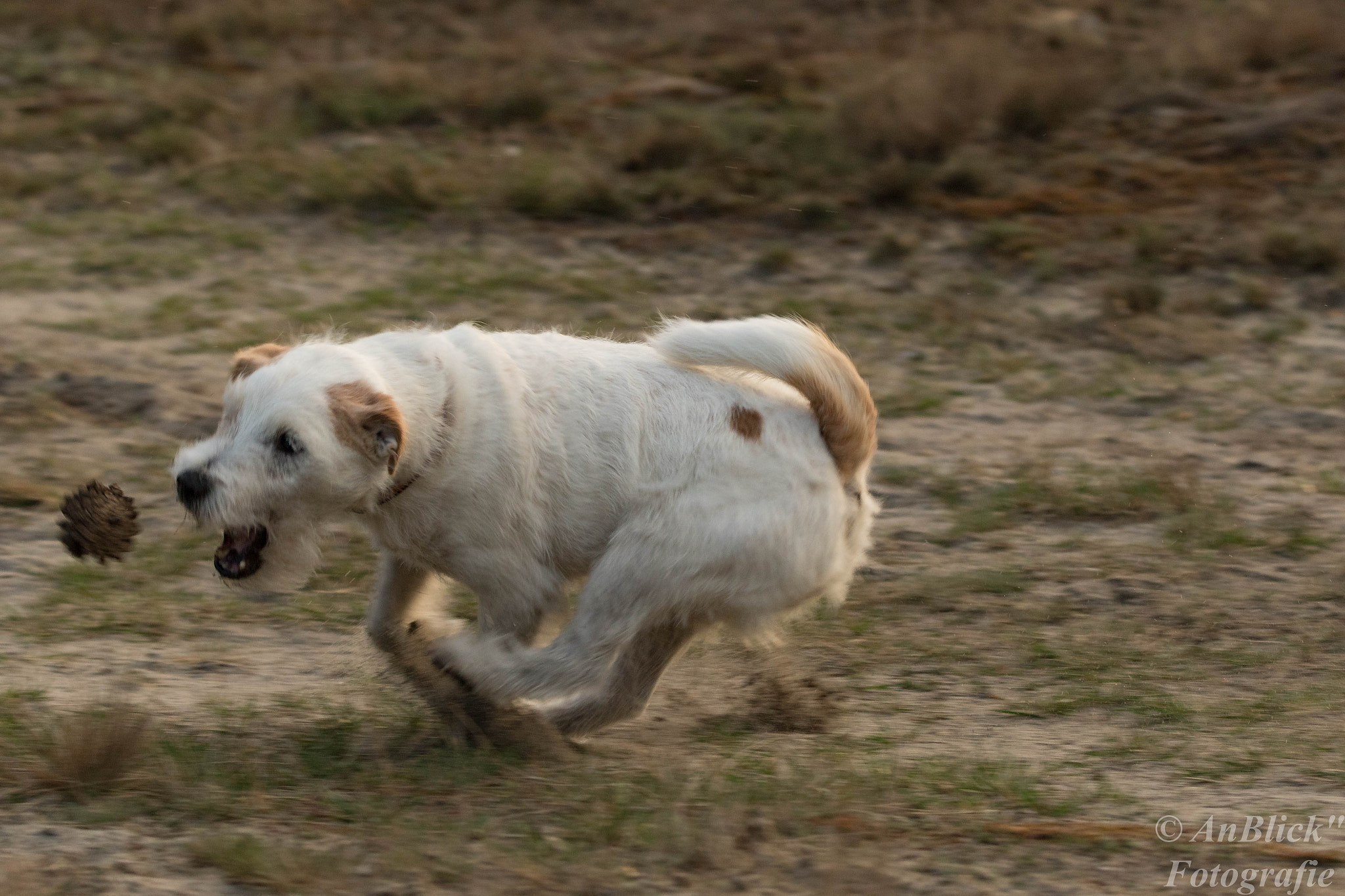 150-600mm F5-6.3 DG OS HSM | Contemporary 015 sample photo. Mein bester freund photography