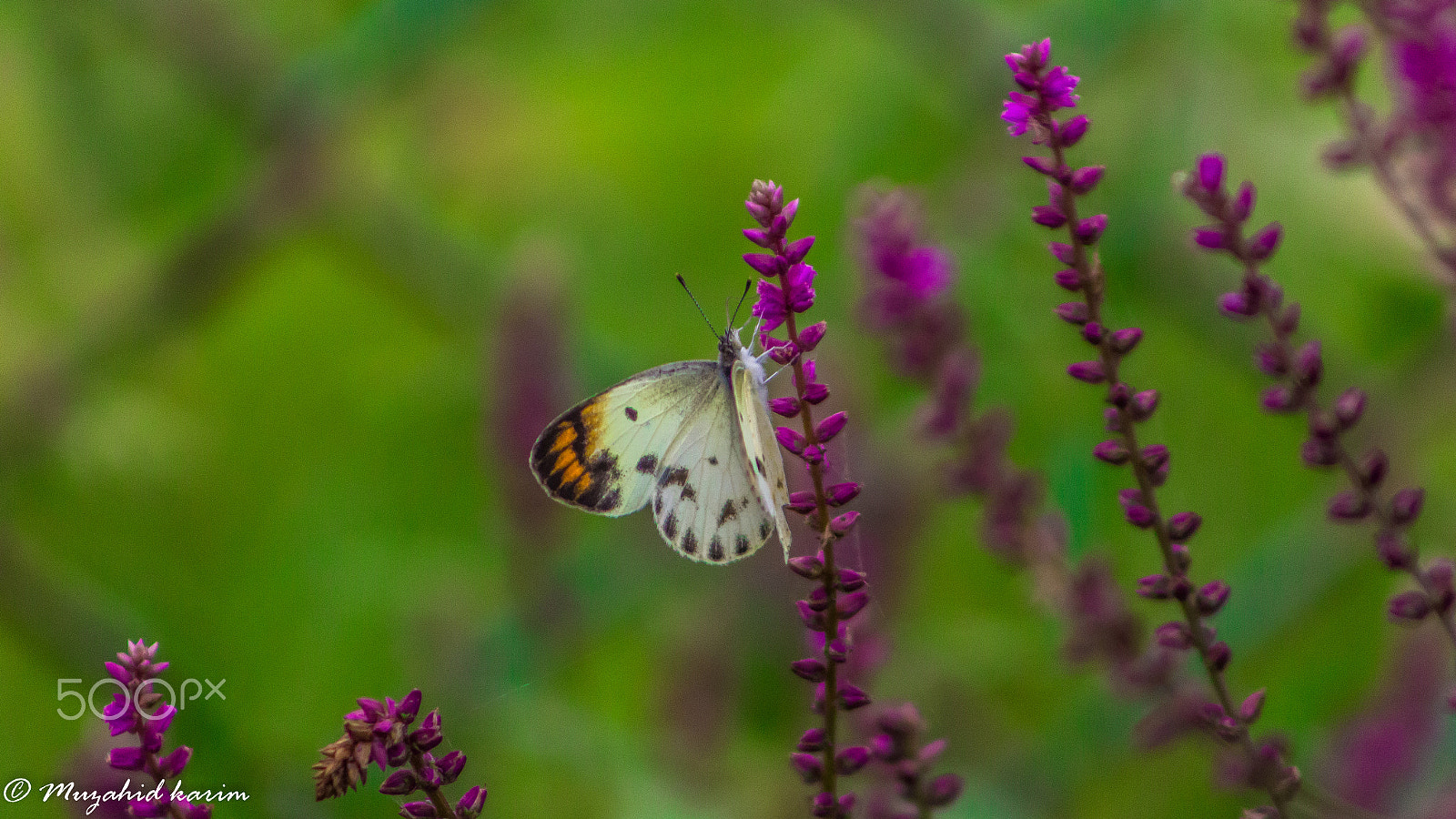 Canon EOS 650D (EOS Rebel T4i / EOS Kiss X6i) + EF75-300mm f/4-5.6 sample photo. Butterfly photography