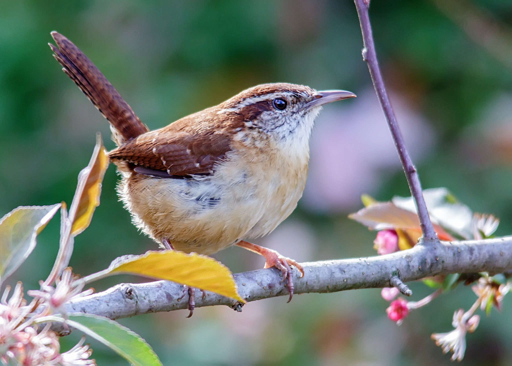 Canon EOS 60D + Sigma 150-500mm F5-6.3 DG OS HSM sample photo. Wren photography