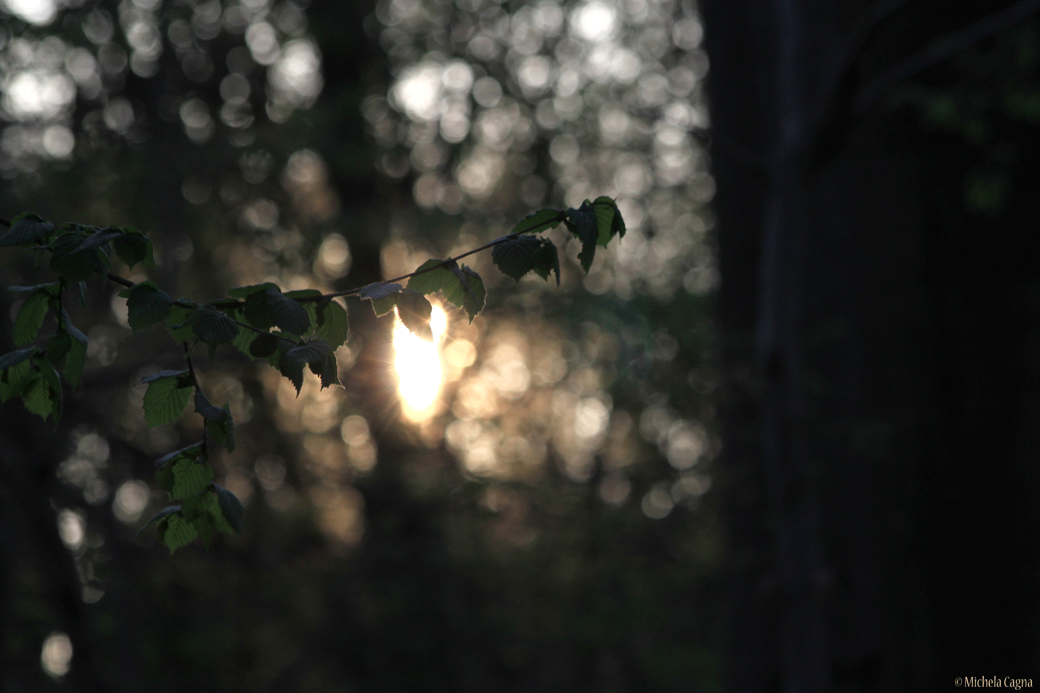 Canon EOS 500D (EOS Rebel T1i / EOS Kiss X3) sample photo. A ray of light. photography