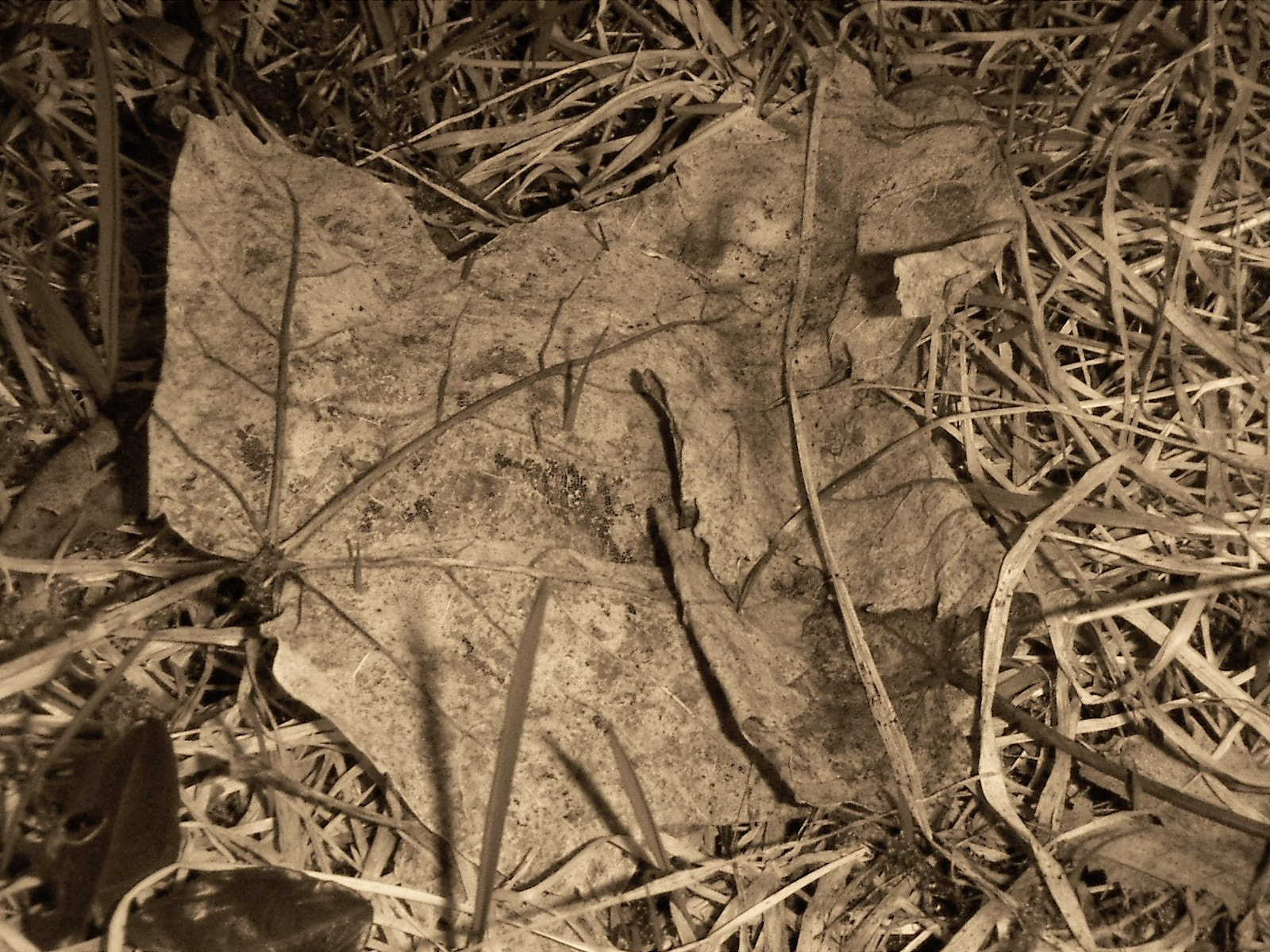 KONICA MINOLTA DiMAGE X21 sample photo. Decay is new beginnings photography