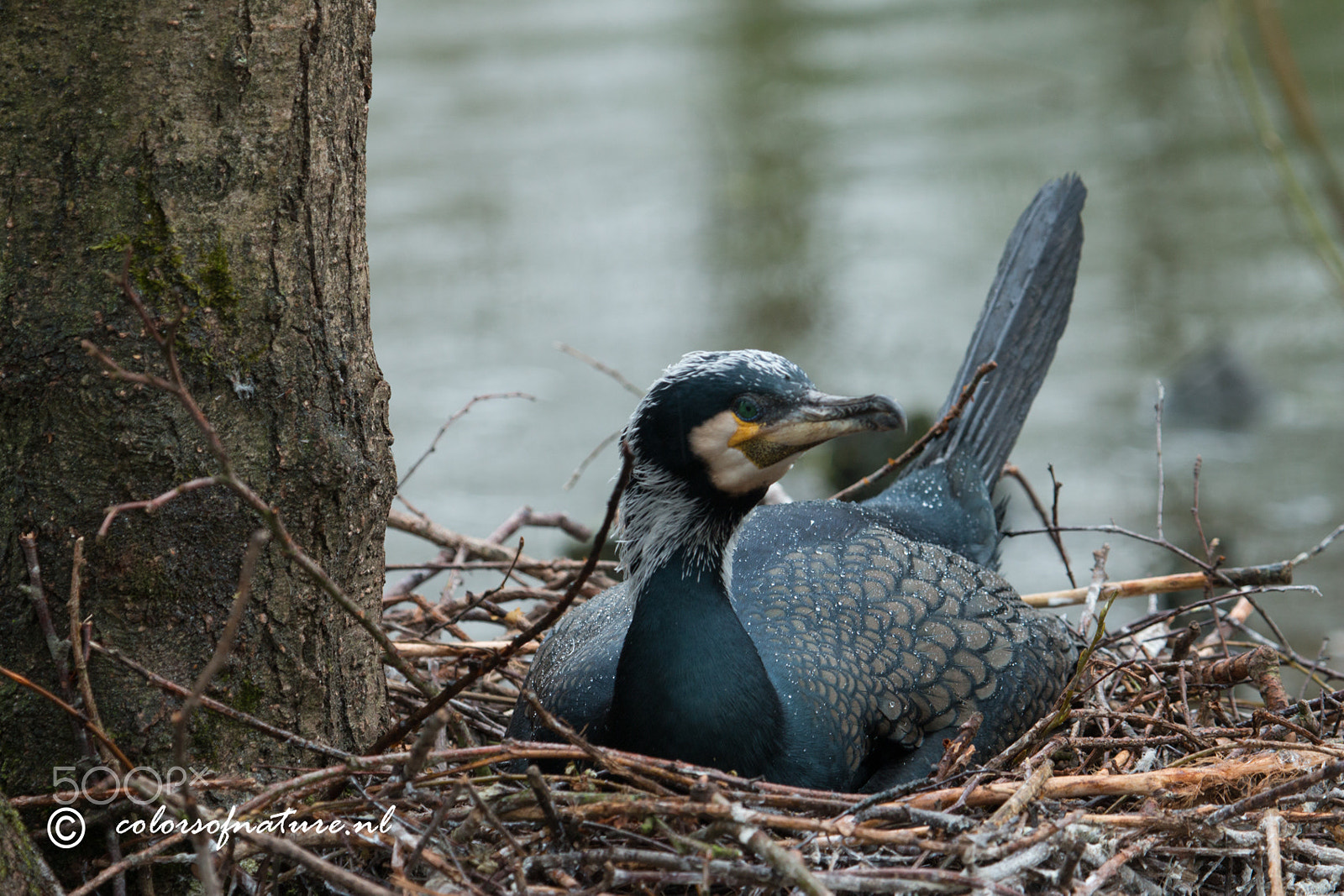 Canon EOS 70D + Canon EF 100-400mm F4.5-5.6L IS USM sample photo. Breeding photography