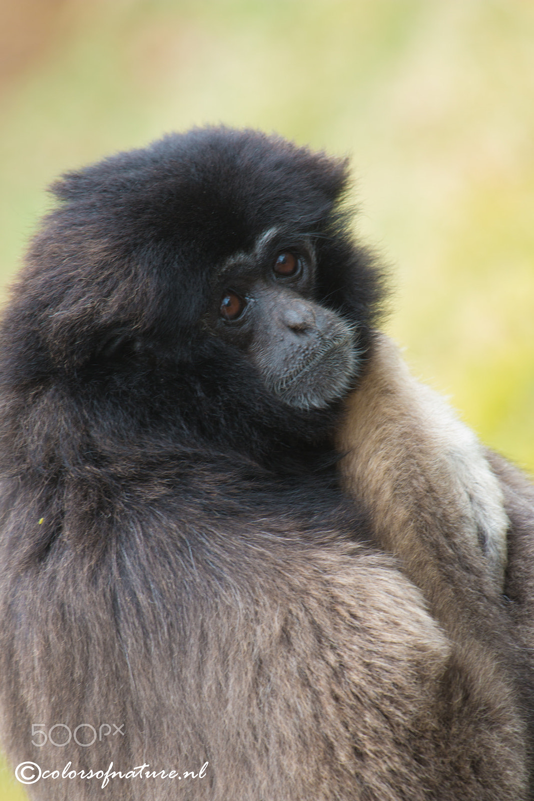 Canon EF 100-400mm F4.5-5.6L IS USM sample photo. Gibbon photography