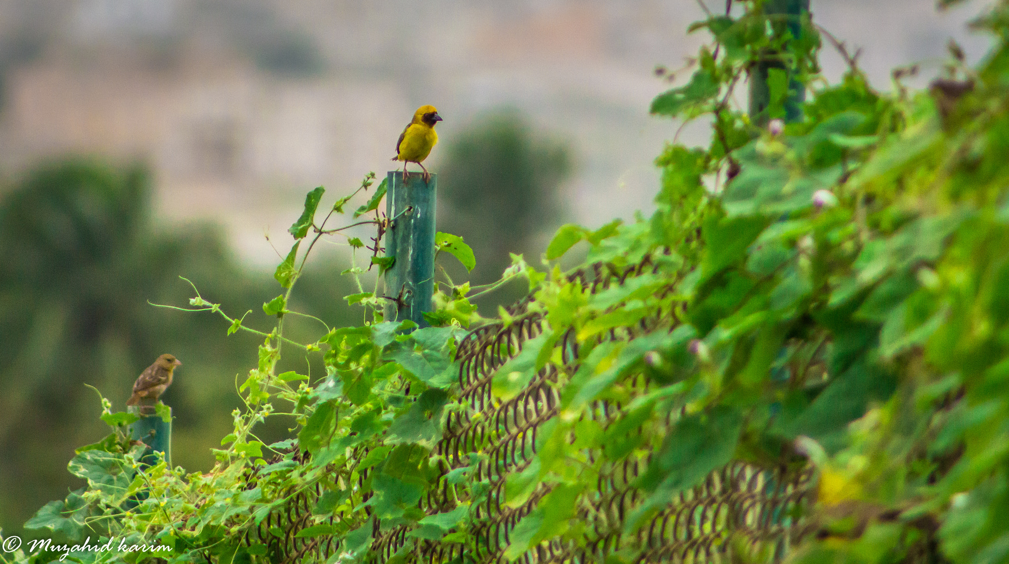 Canon EOS 650D (EOS Rebel T4i / EOS Kiss X6i) + EF75-300mm f/4-5.6 sample photo. Birds photography