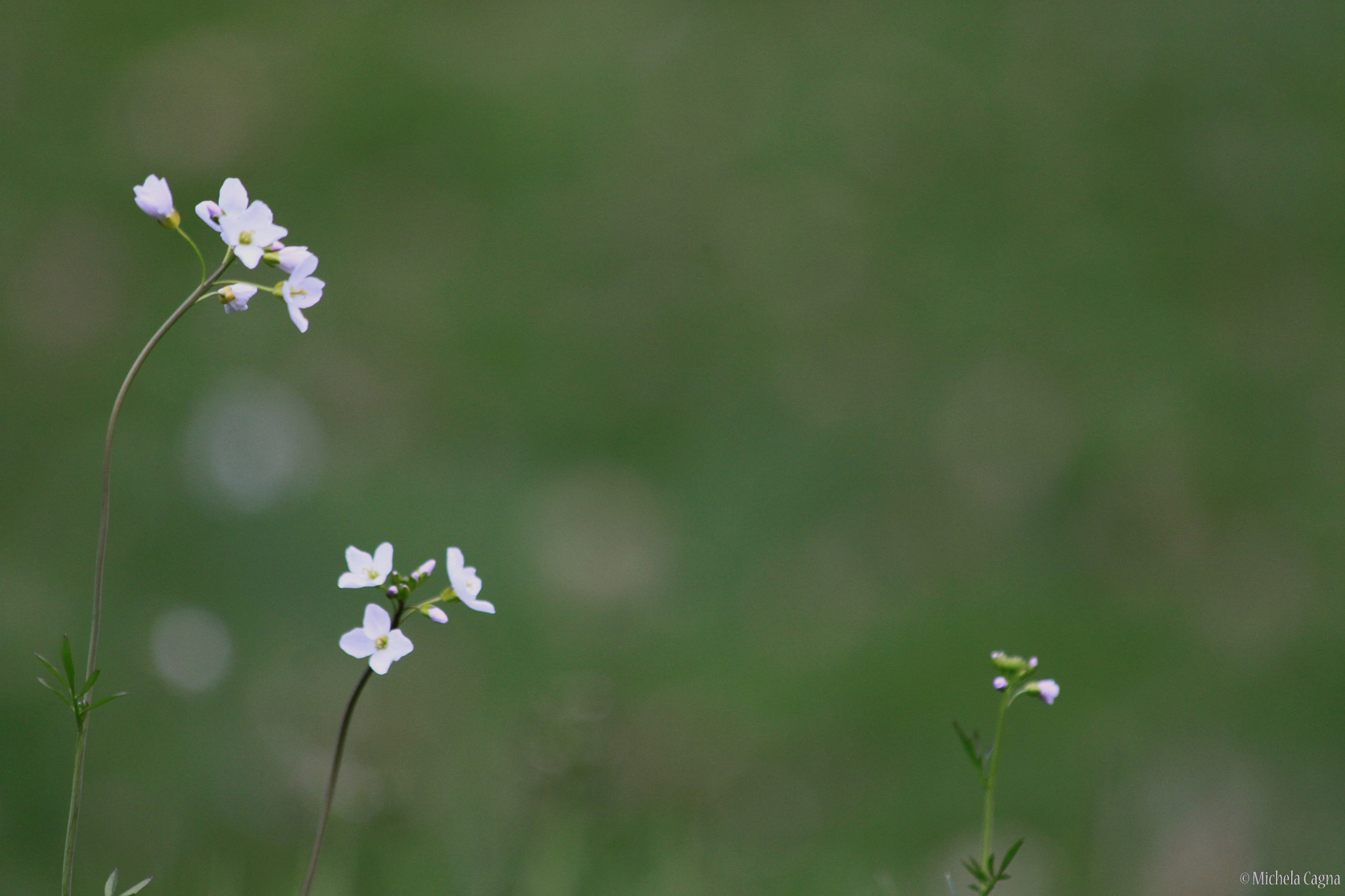 Canon EF 70-300mm F4-5.6 IS USM sample photo. White flowers. photography