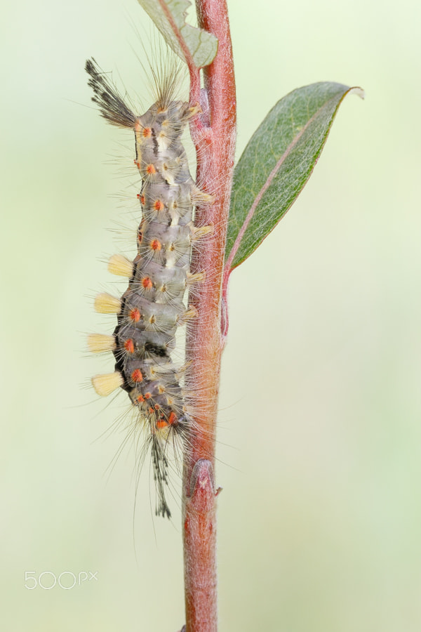 Canon EF 100mm F2.8L Macro IS USM sample photo. Rusty tussock moth - orgyia antiqua photography