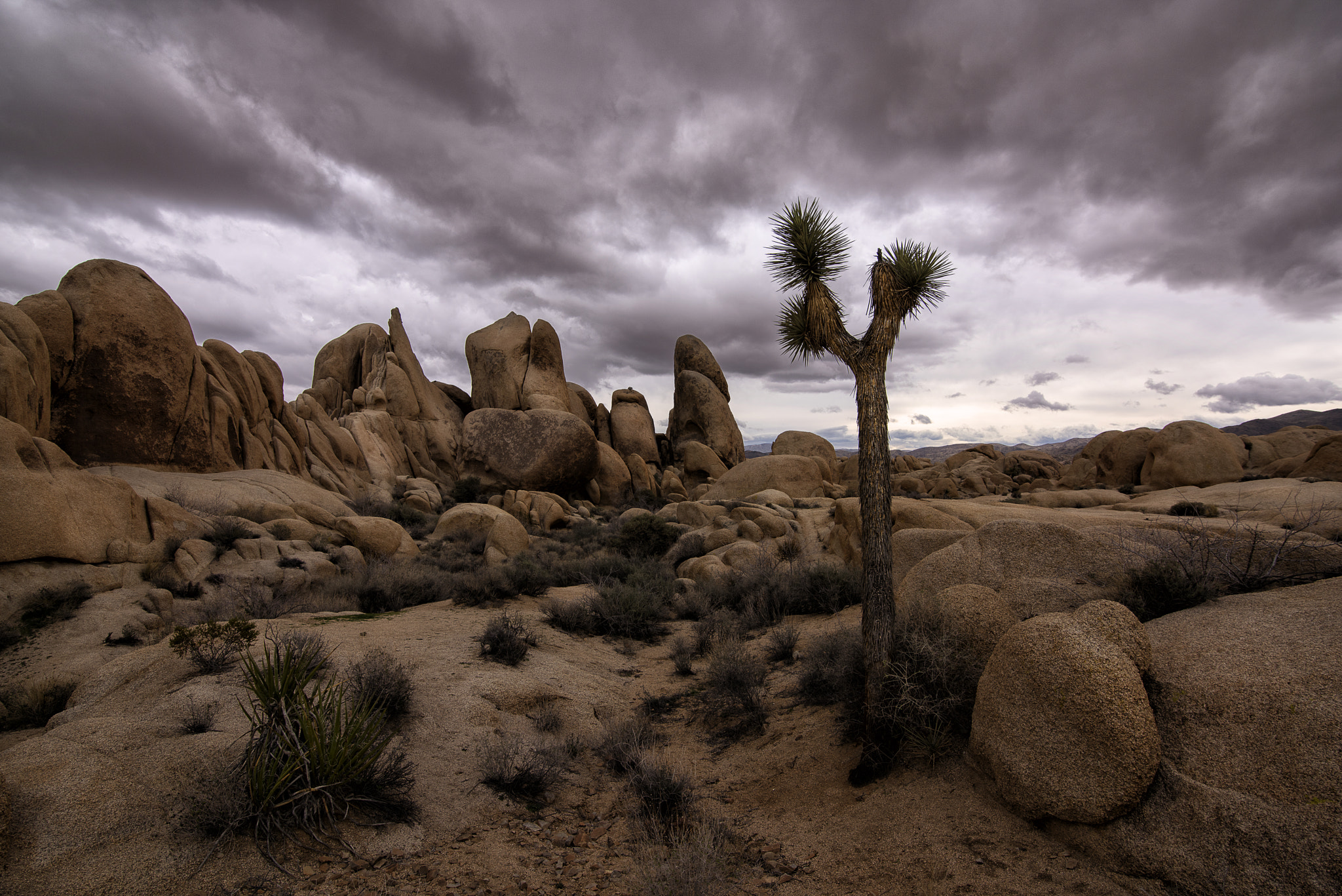 Tokina AT-X 16-28mm F2.8 Pro FX sample photo. Joshua tree photography