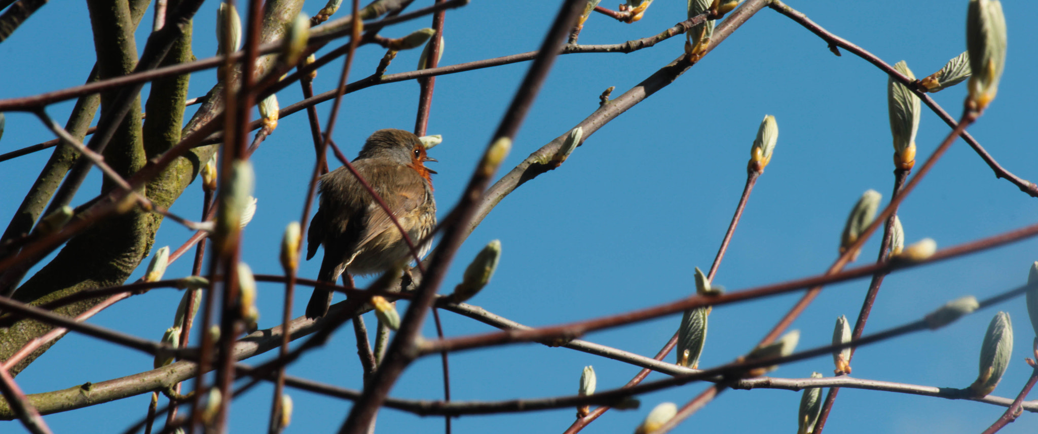 Canon EF-S 55-250mm F4-5.6 IS sample photo. Spring robin photography