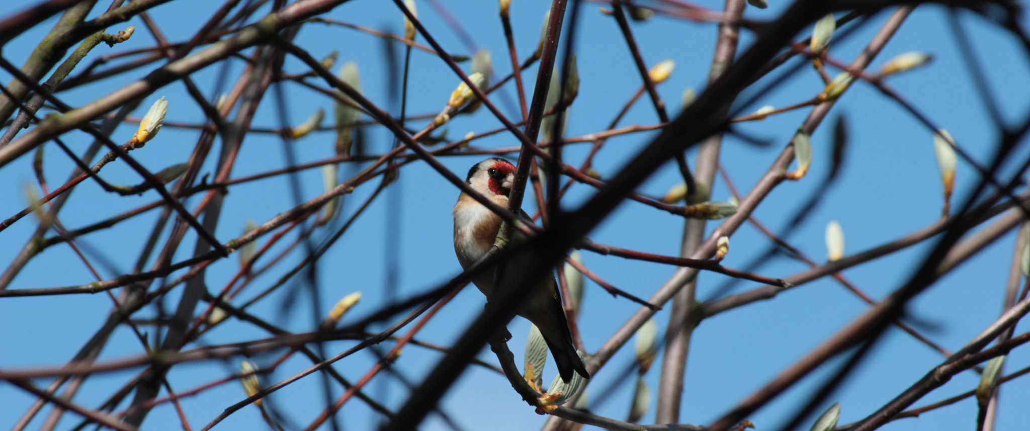 Canon EOS 550D (EOS Rebel T2i / EOS Kiss X4) sample photo. Spring goldfinch photography