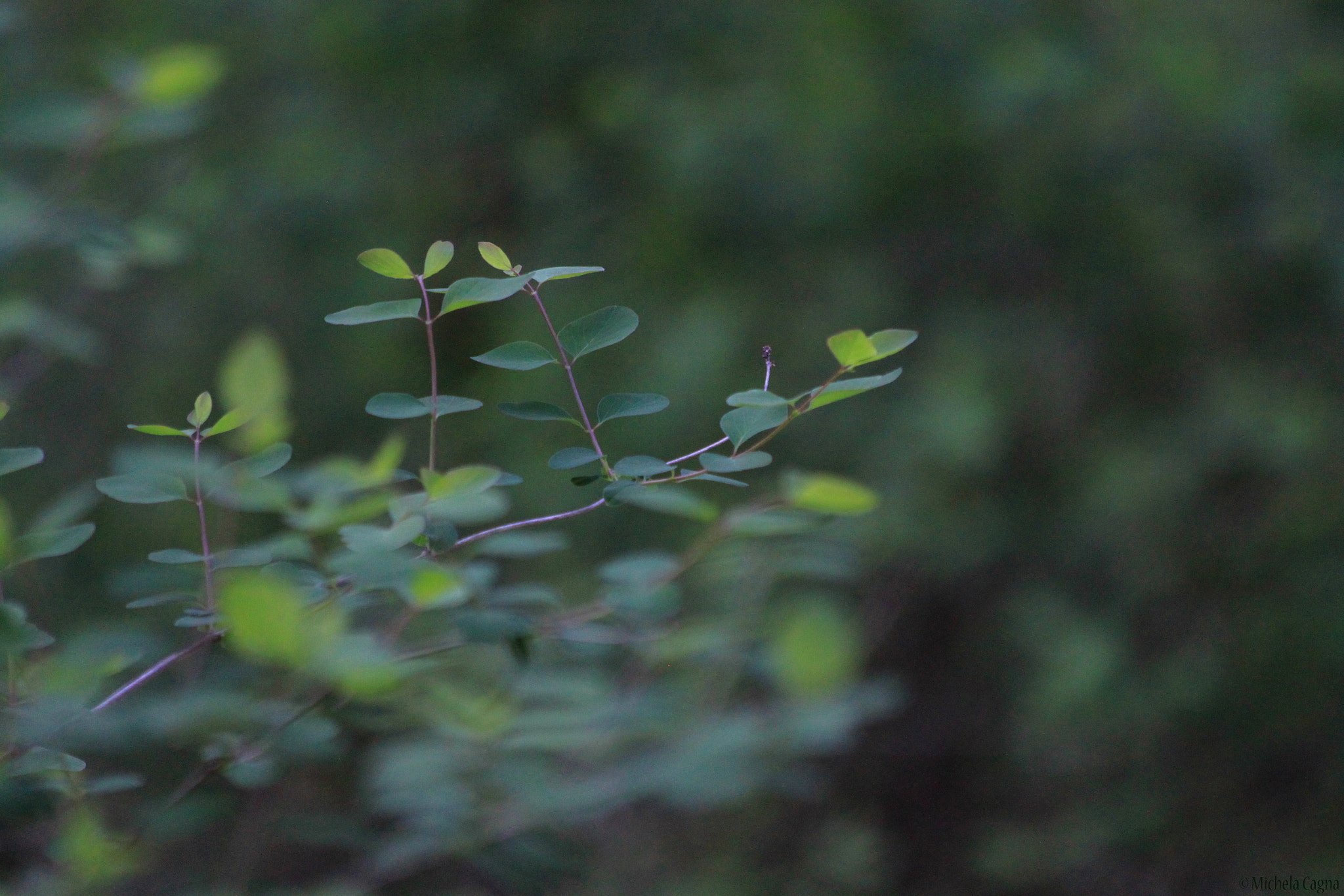 Canon EF 70-300mm F4-5.6 IS USM sample photo. Freshness. photography
