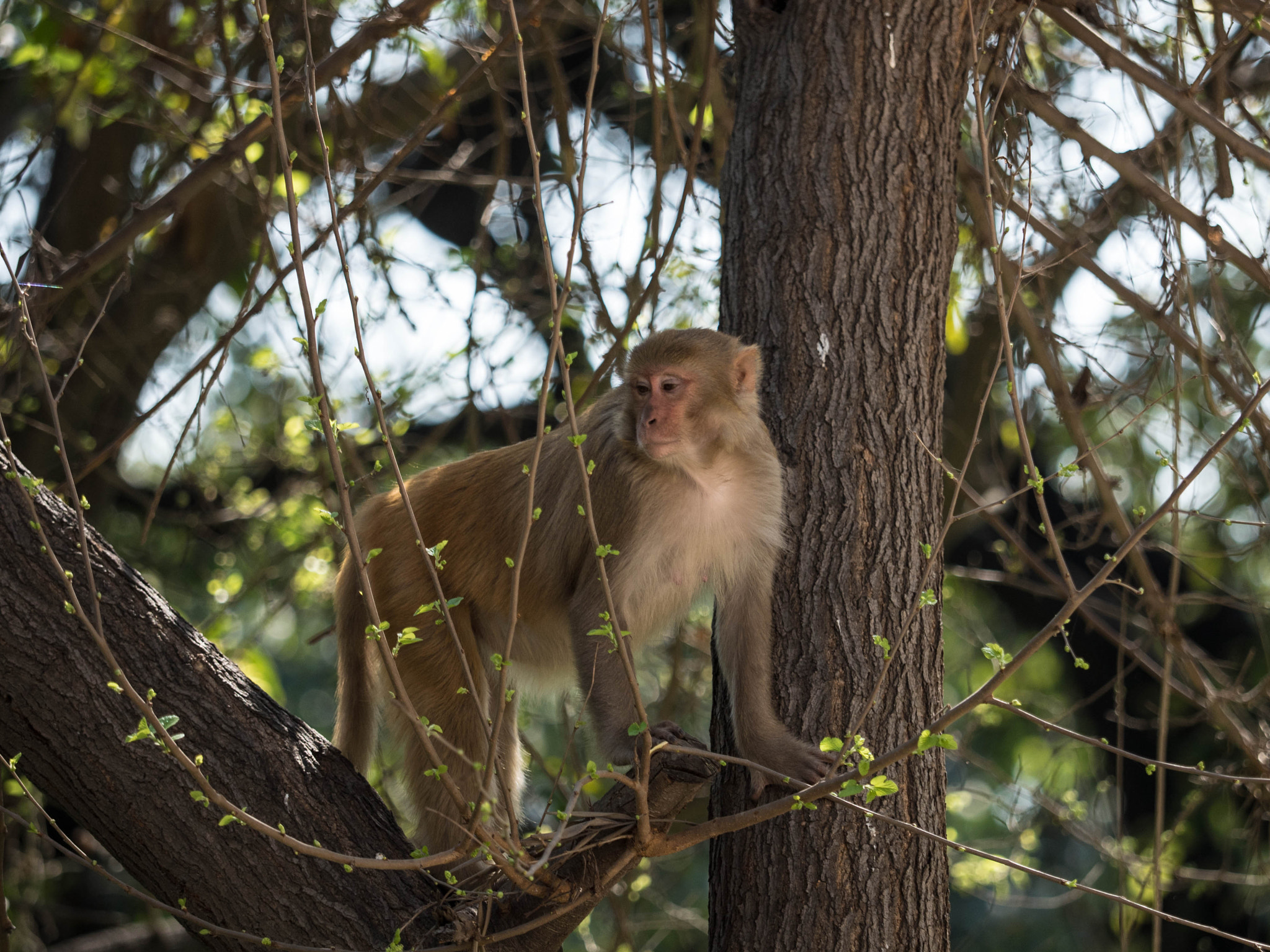 Panasonic Lumix DMC-GH4 + Olympus M.Zuiko Digital ED 40-150mm F2.8 Pro sample photo. Rhesus macaque photography