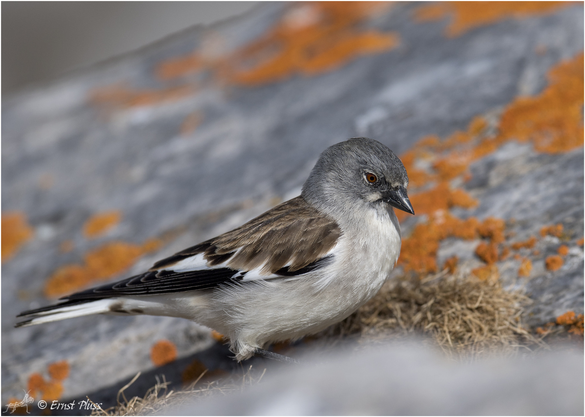 Nikon AF-S Nikkor 600mm F4E FL ED VR sample photo. White-winged snowfinch photography