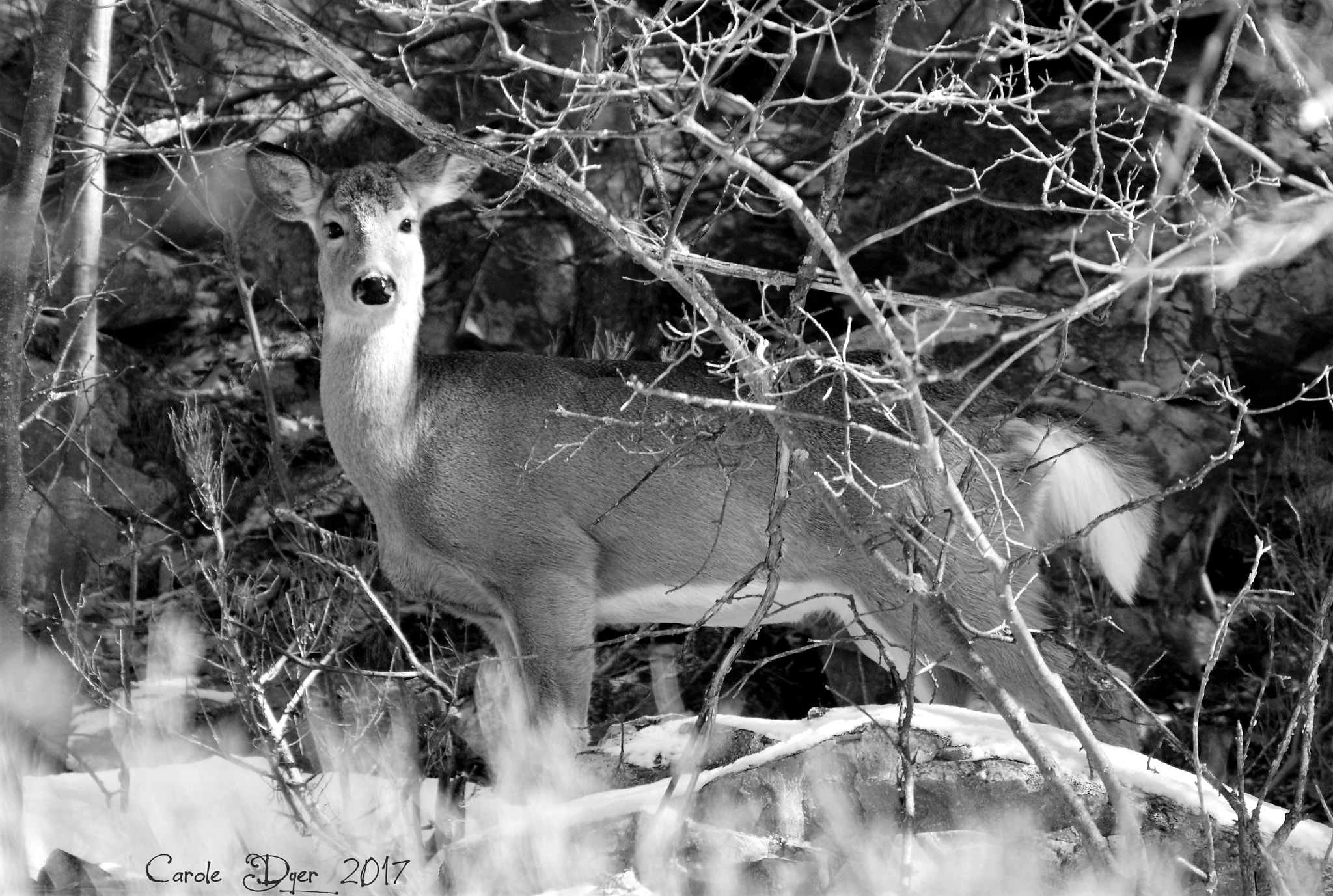 Nikon D3200 sample photo. Deer in b&w photography