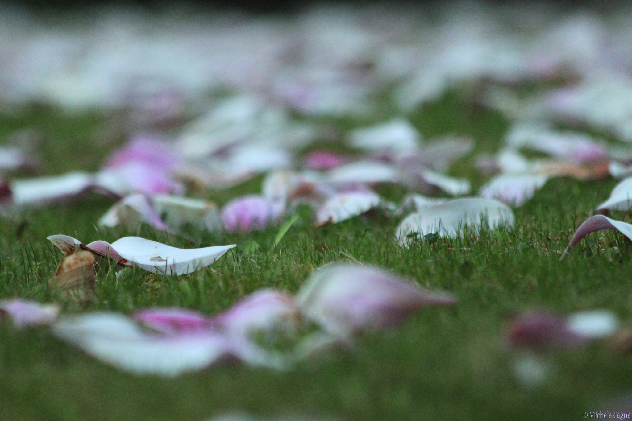 Canon EF 70-300mm F4-5.6 IS USM sample photo. Petals. photography