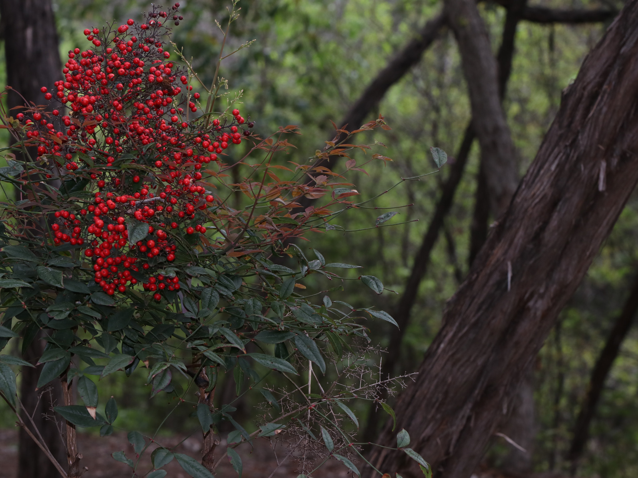 Canon EF 300mm F2.8L IS II USM sample photo. Img photography