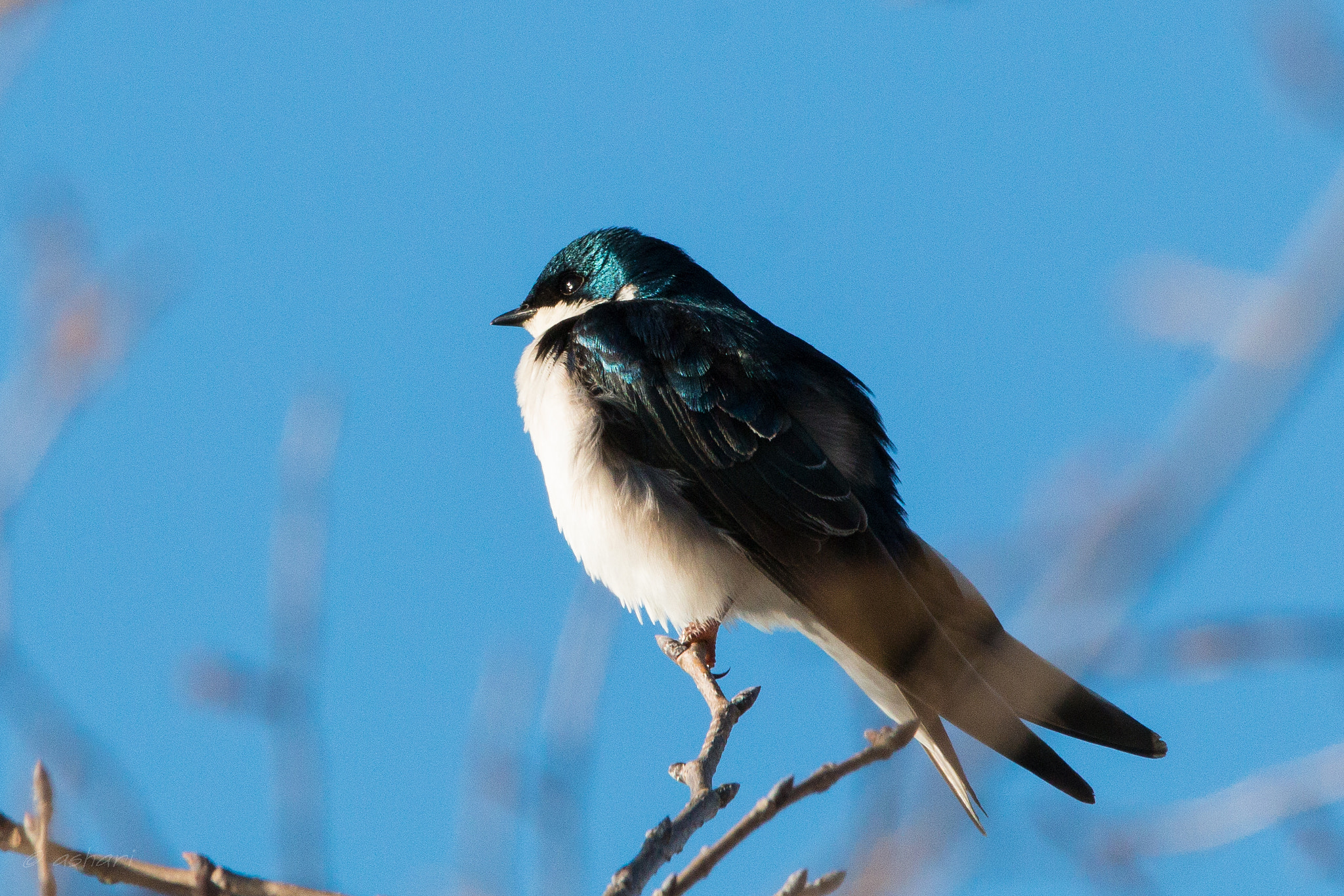 Canon EOS 70D sample photo. Tree swallow photography