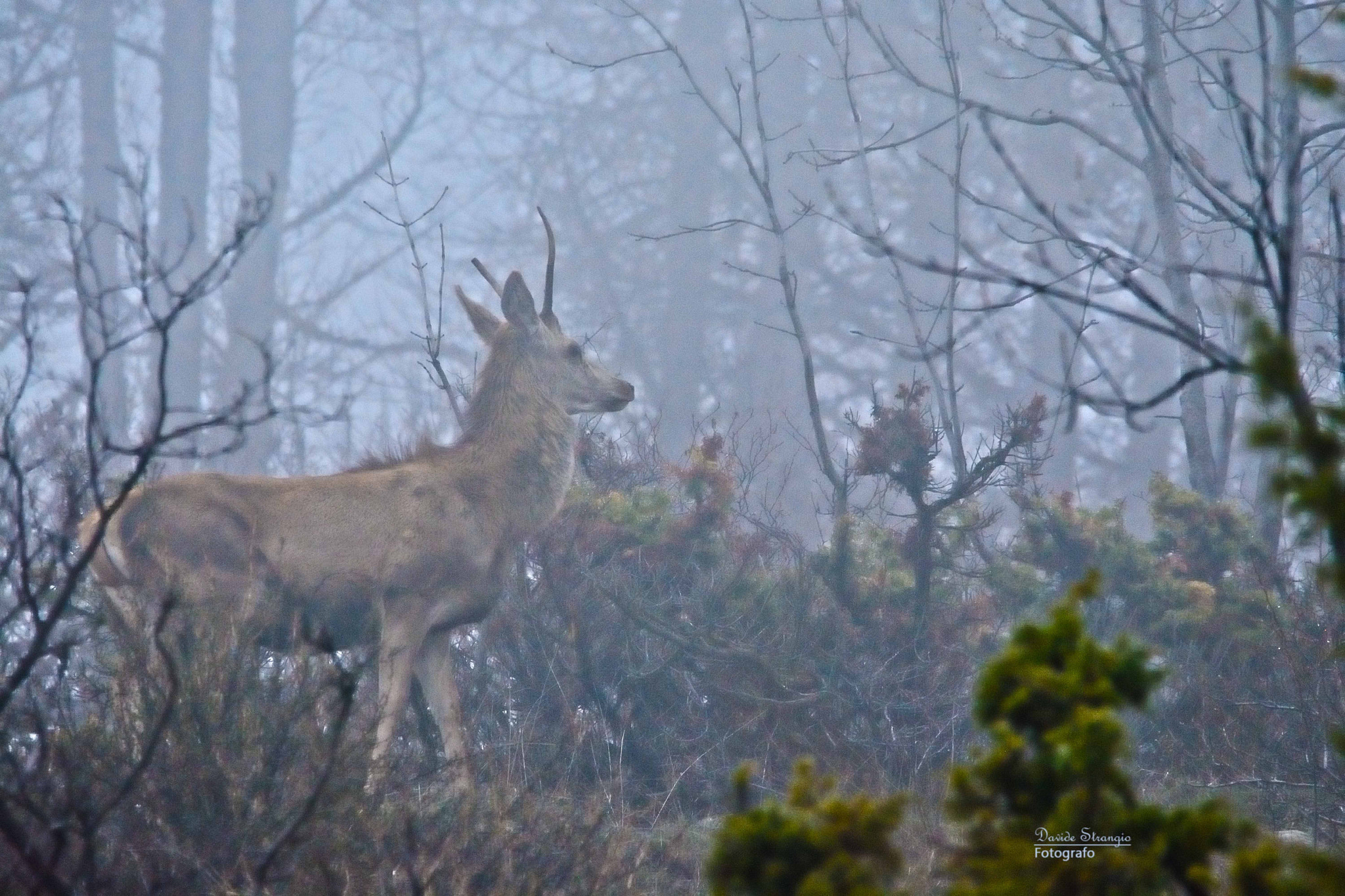 AF Zoom-Nikkor 35-70mm f/3.3-4.5 N sample photo. Young king into the fog photography