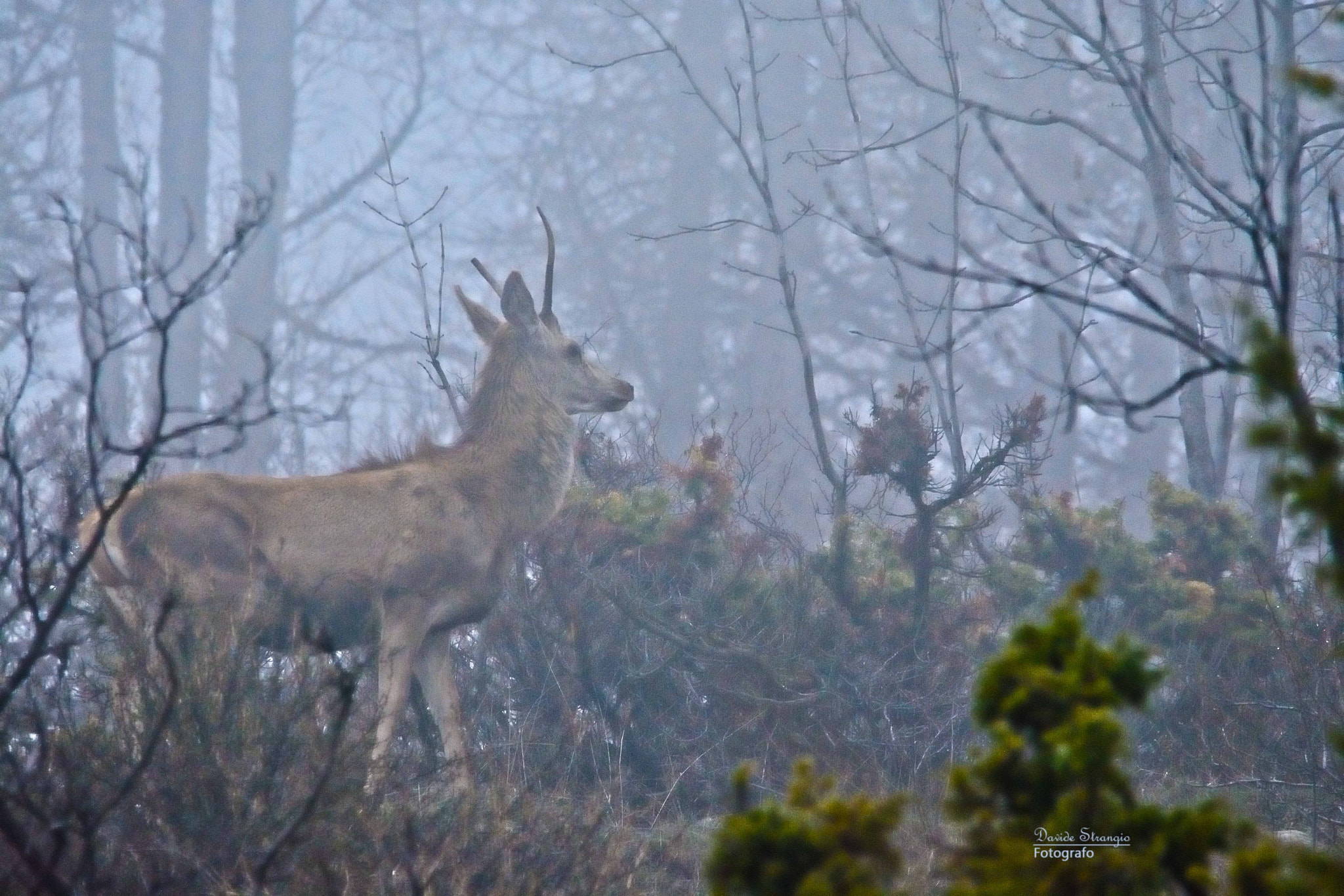 Nikon D7100 sample photo. Young king into the fog photography