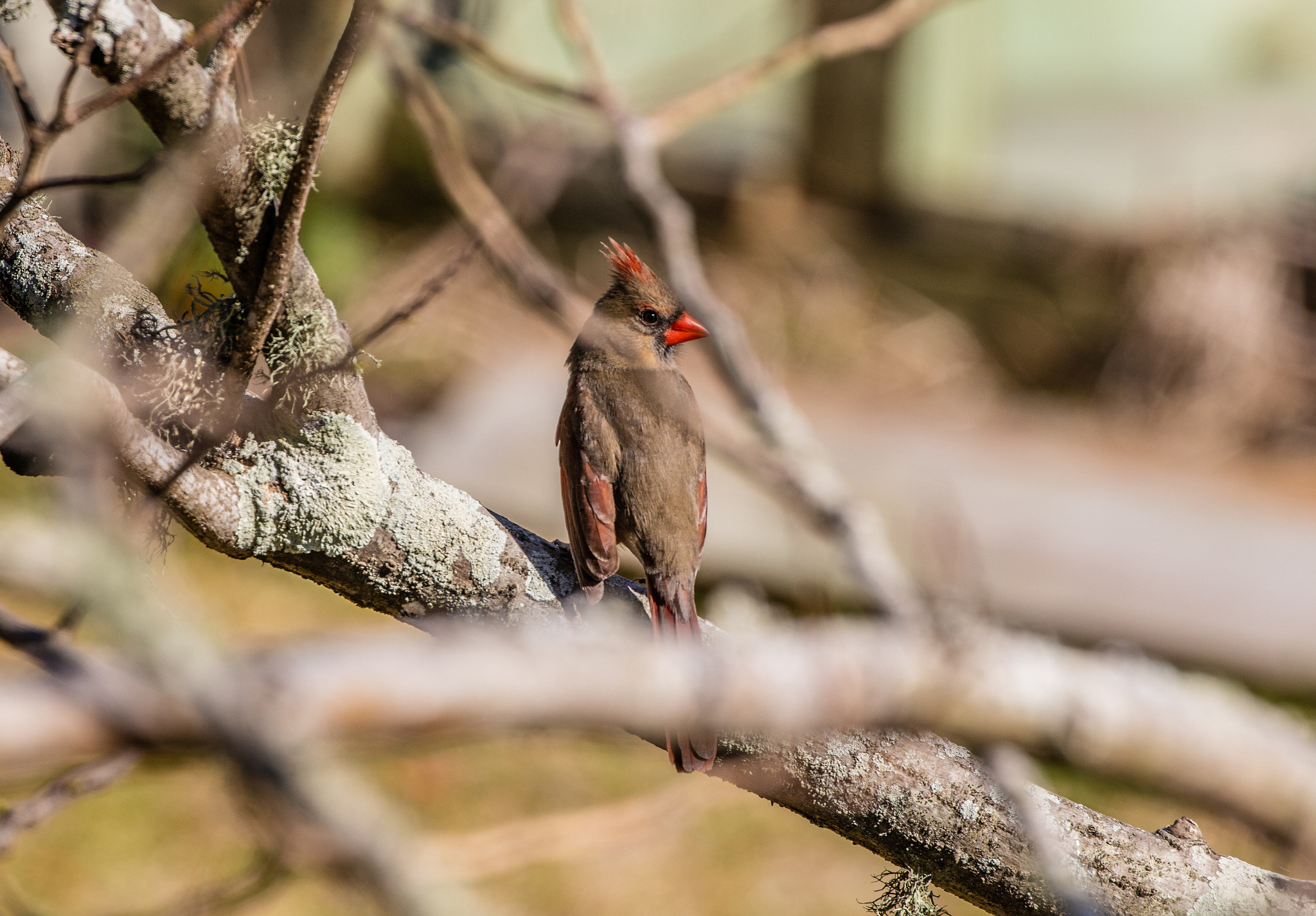 Canon EOS 5DS R sample photo. The object of his affections photography