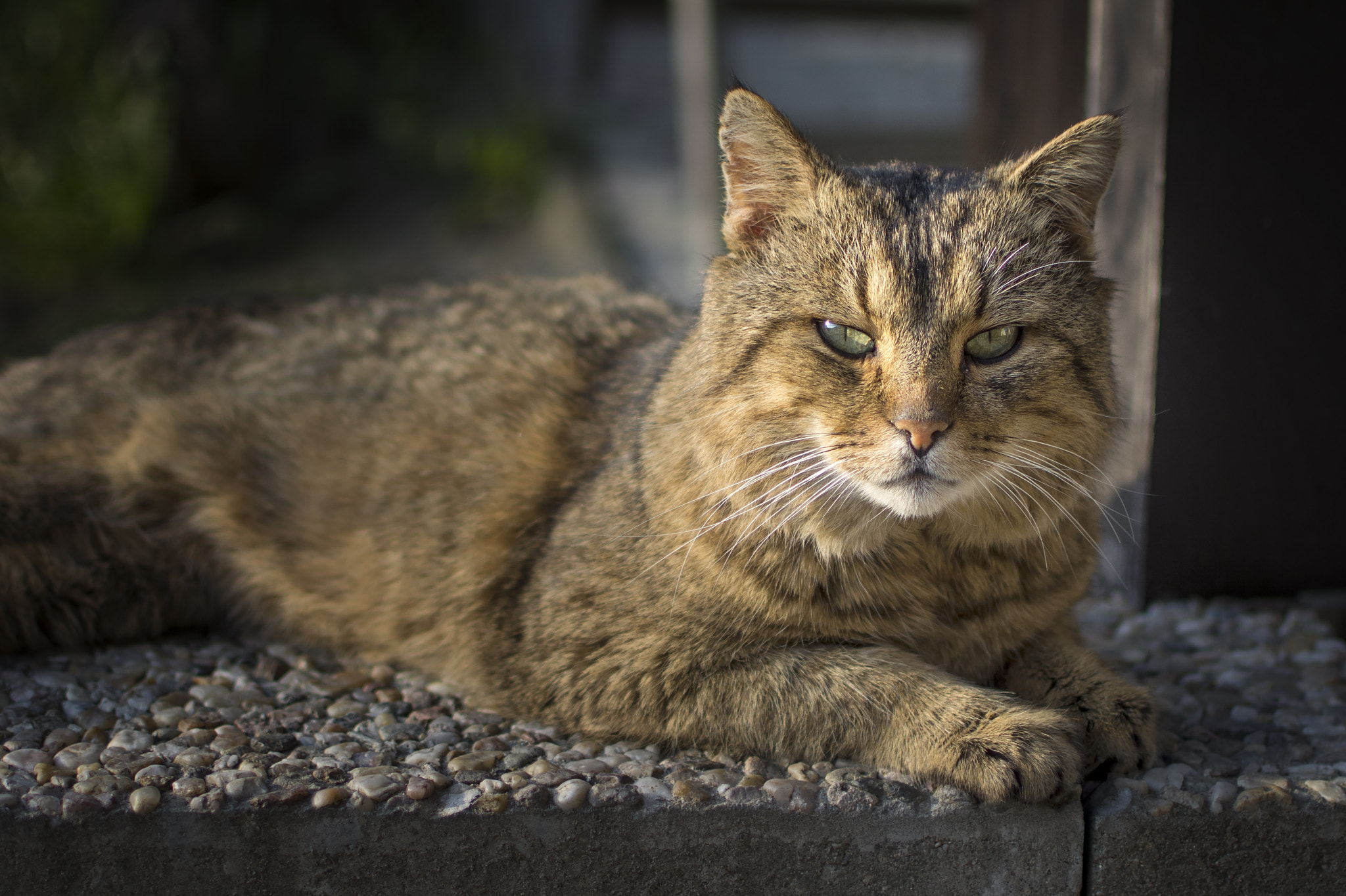 Nikon AF-S DX Nikkor 35mm F1.8G sample photo. Tomcat without boots :-) photography