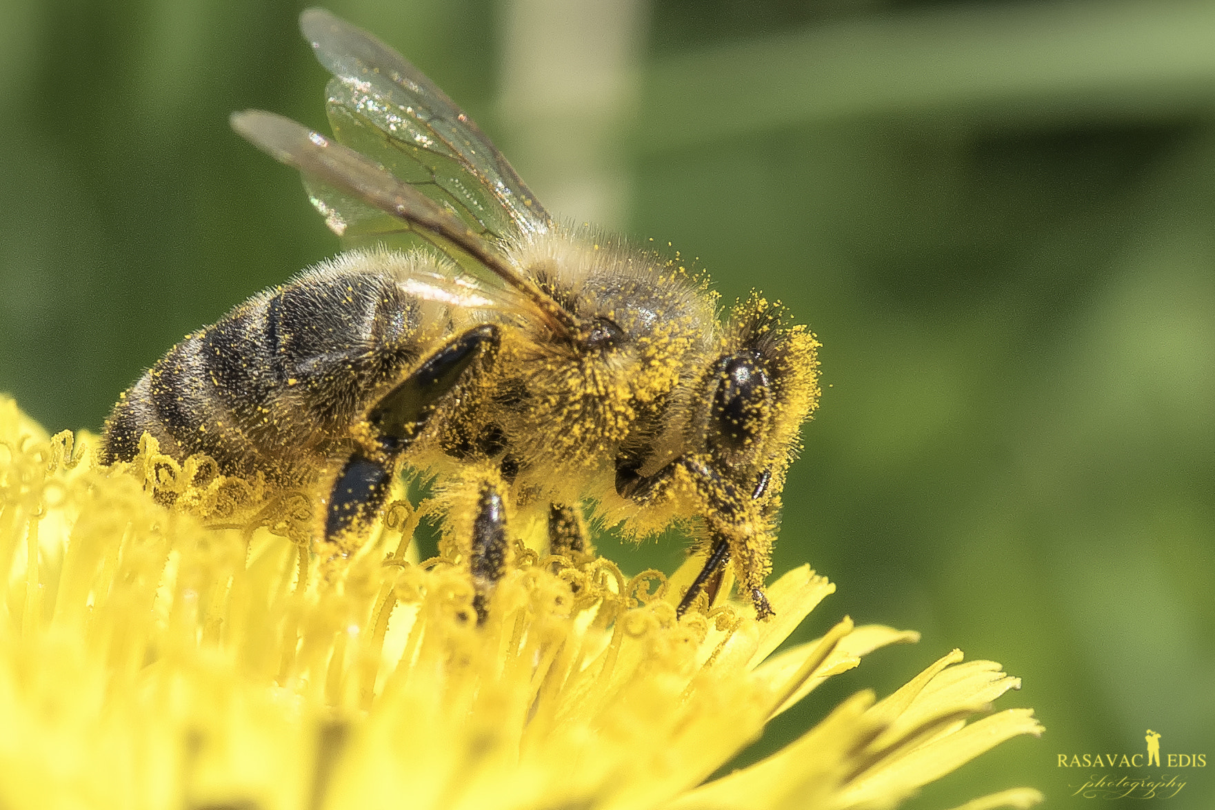 Nikon AF-S Micro-Nikkor 105mm F2.8G IF-ED VR sample photo. Collecting  for honey photography