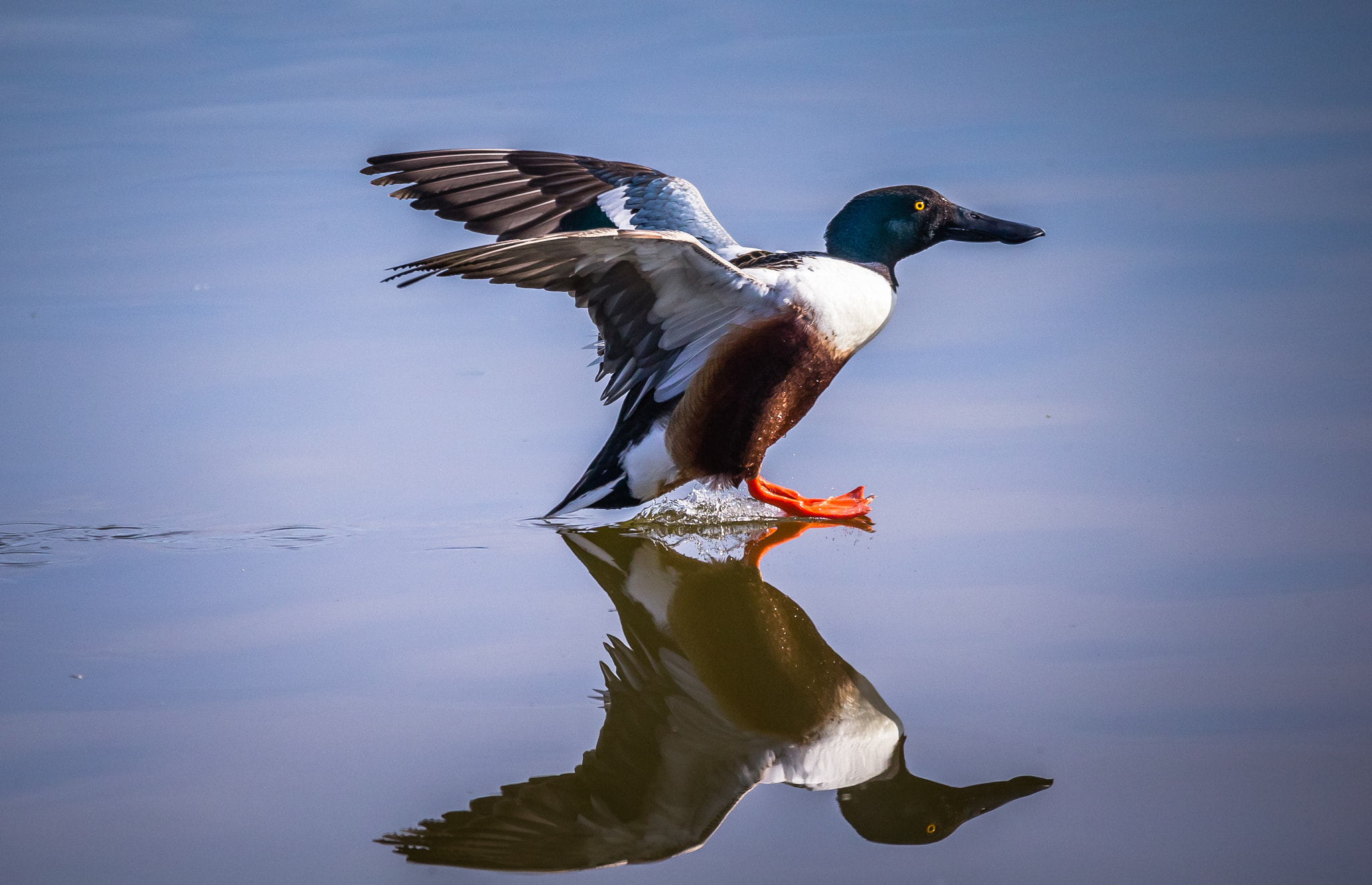 150-600mm F5-6.3 DG OS HSM | Contemporary 015 sample photo. Northern shoveler reflection photography
