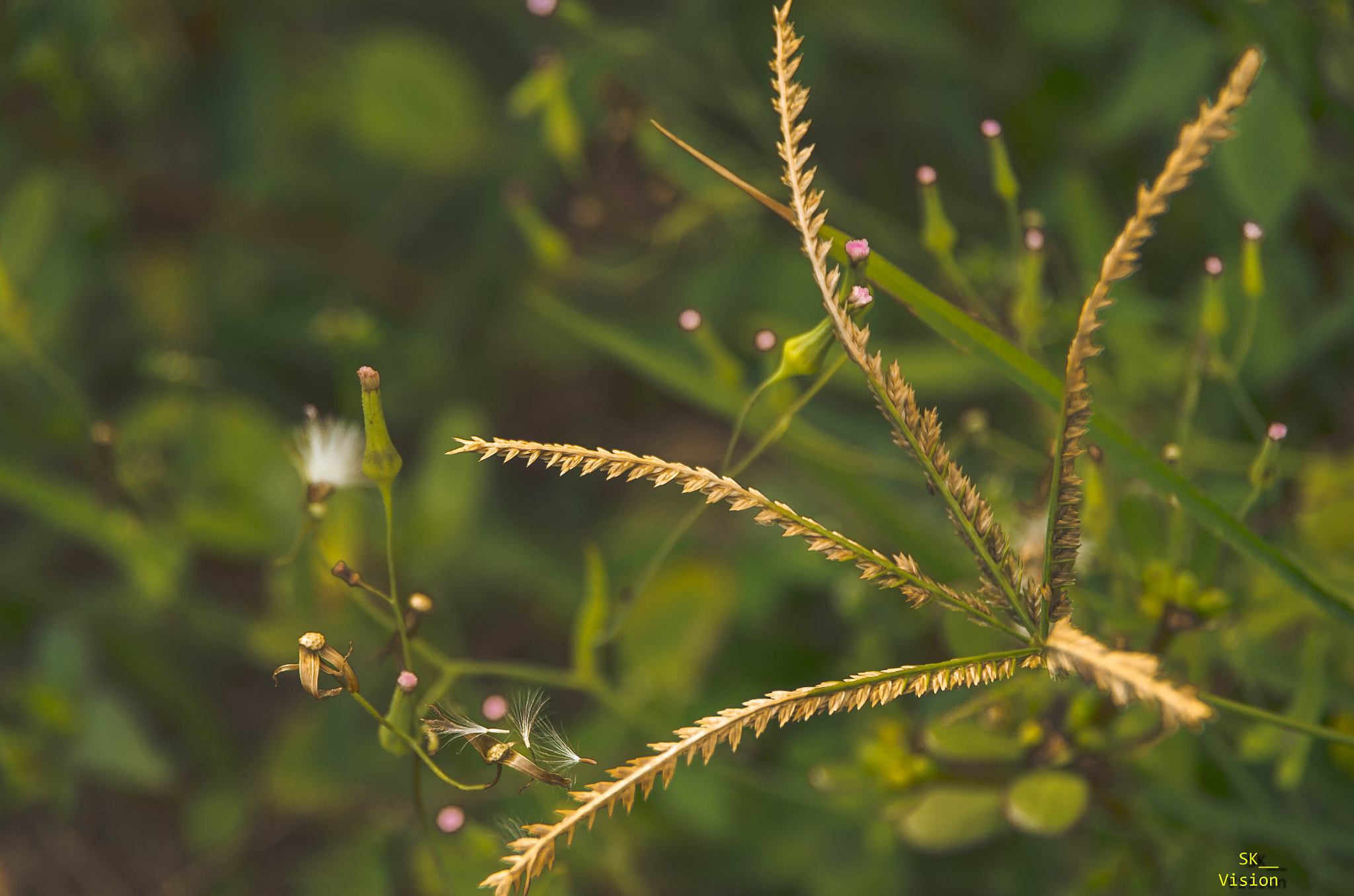 Pentax K-5 IIs sample photo. Igp photography
