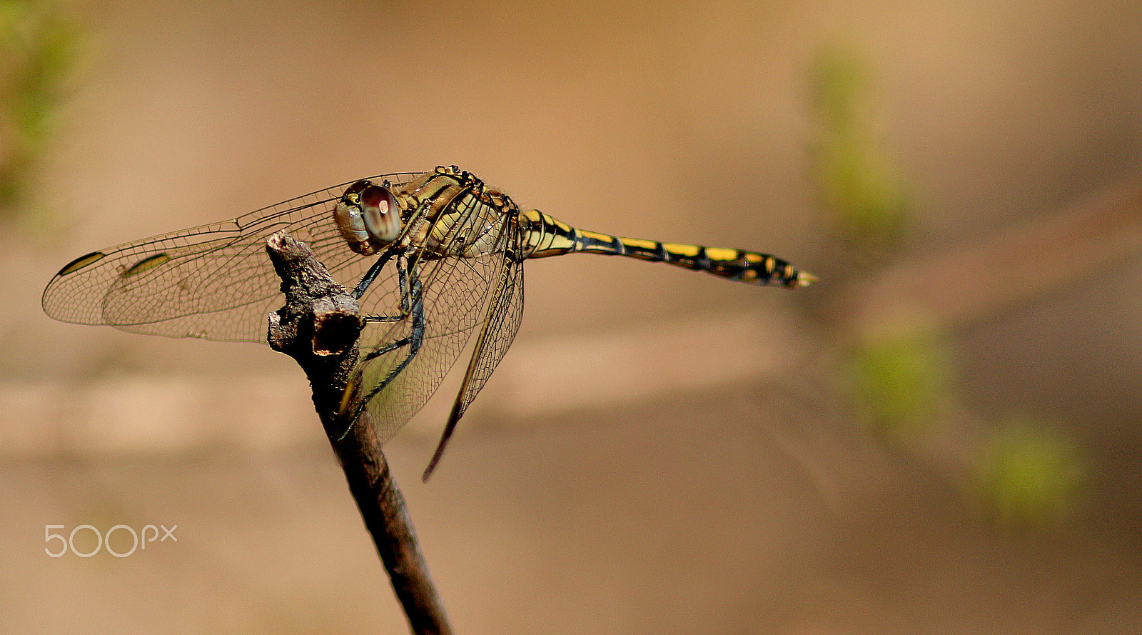 Canon EF 300mm F4L IS USM sample photo. Australian duskhawker dragonfly photography