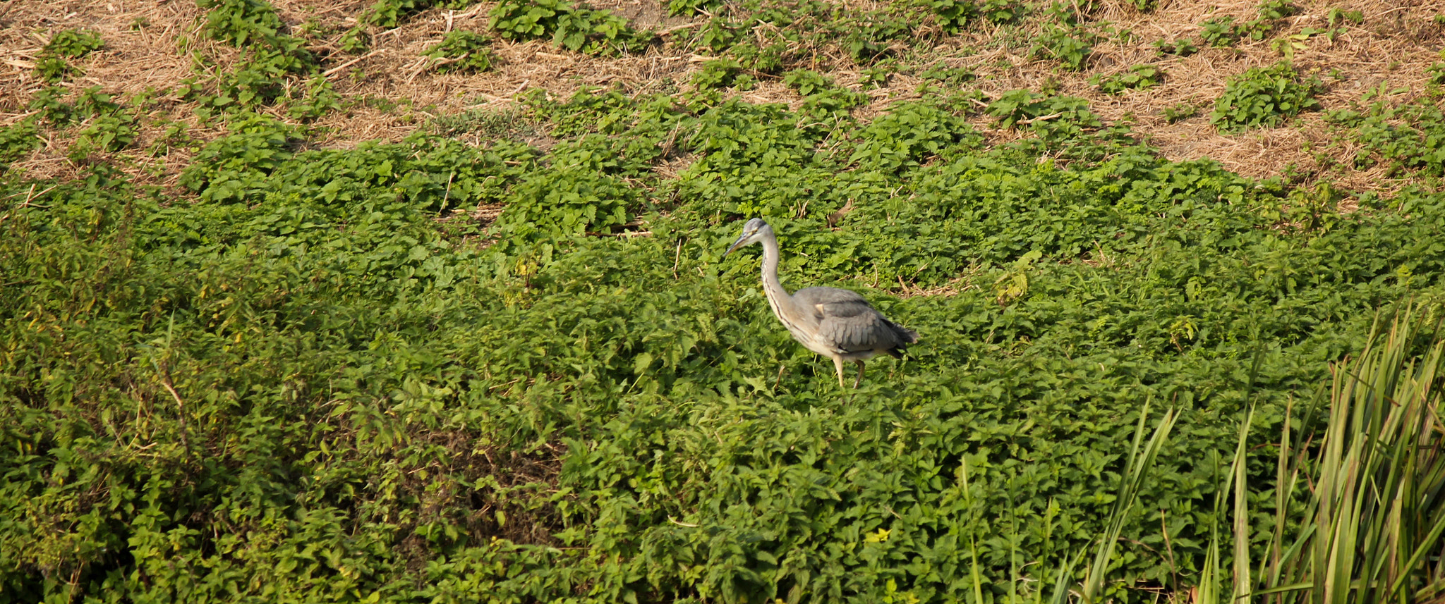 Canon EF-S 55-250mm F4-5.6 IS sample photo. Heron photography