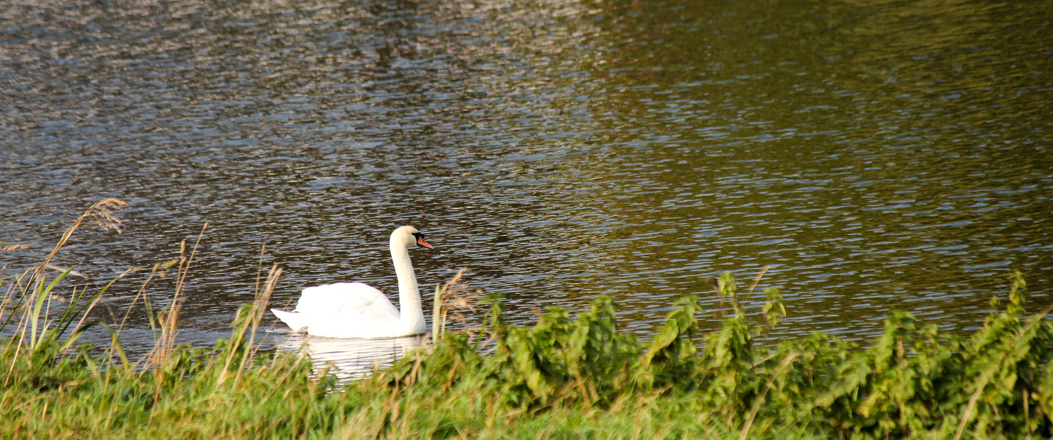 Canon EF-S 55-250mm F4-5.6 IS sample photo. Mute swan photography