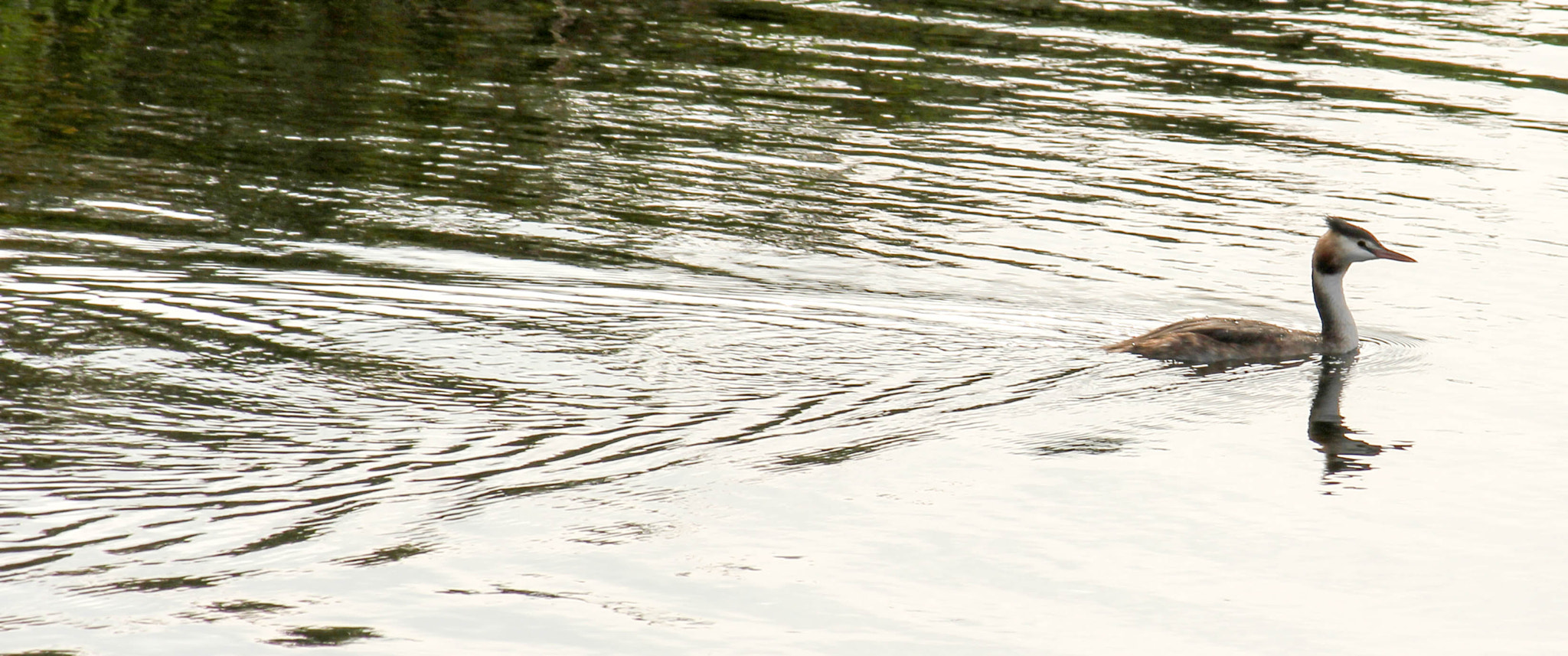 Canon EF-S 55-250mm F4-5.6 IS sample photo. Great crested grebe photography