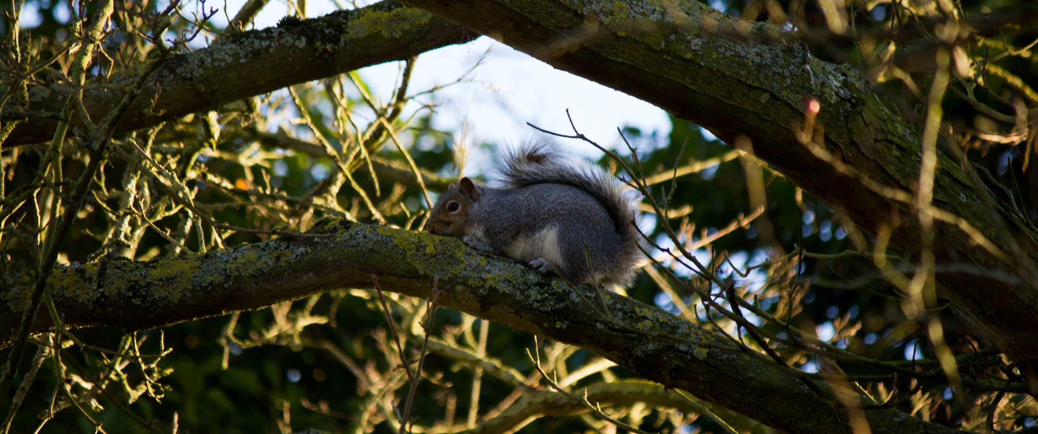 Canon EF-S 55-250mm F4-5.6 IS sample photo. Curious squirrel photography