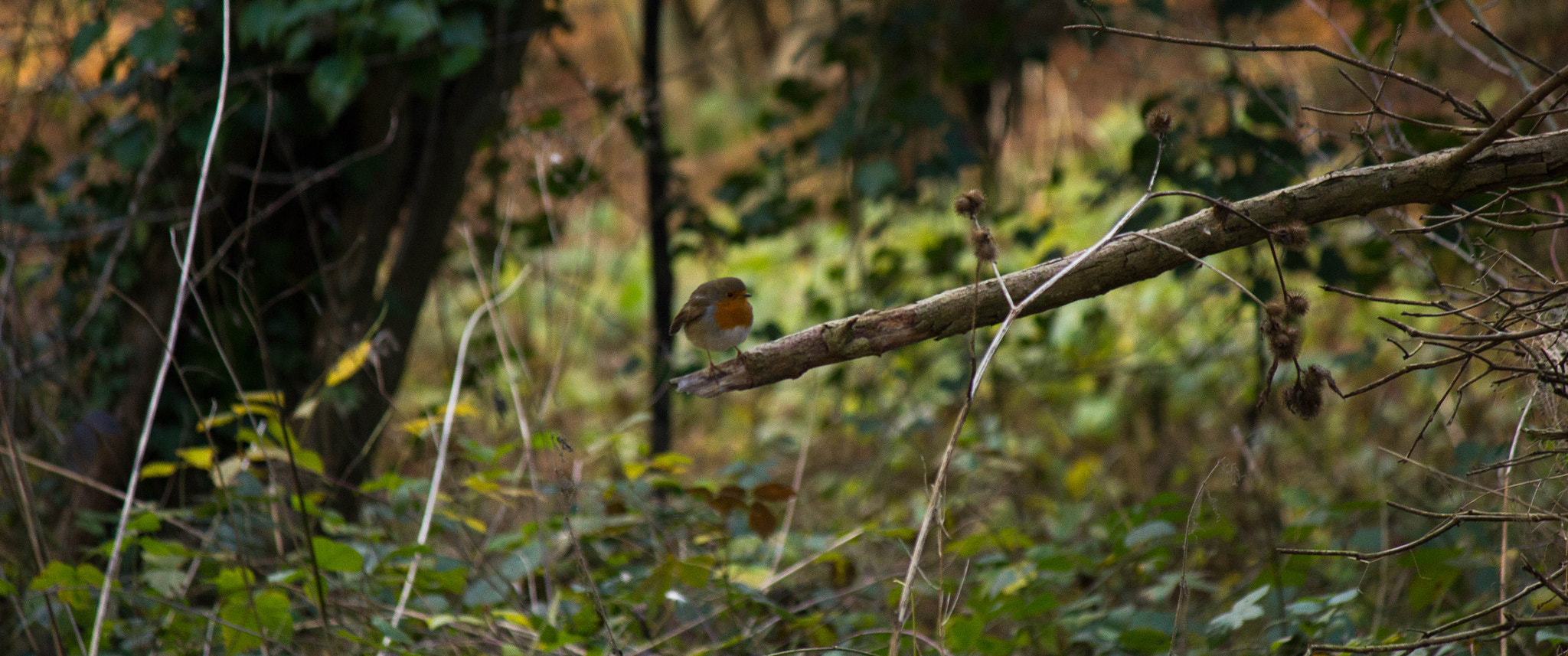 Canon EF-S 55-250mm F4-5.6 IS sample photo. Robin photography