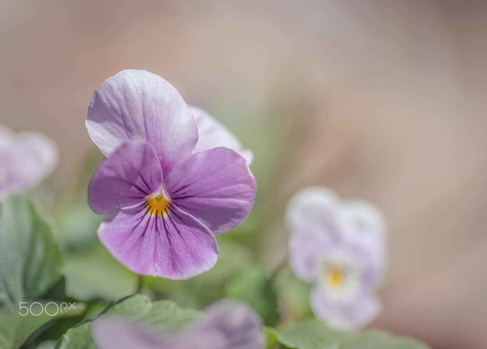 Nikon D810 sample photo. Viola photography