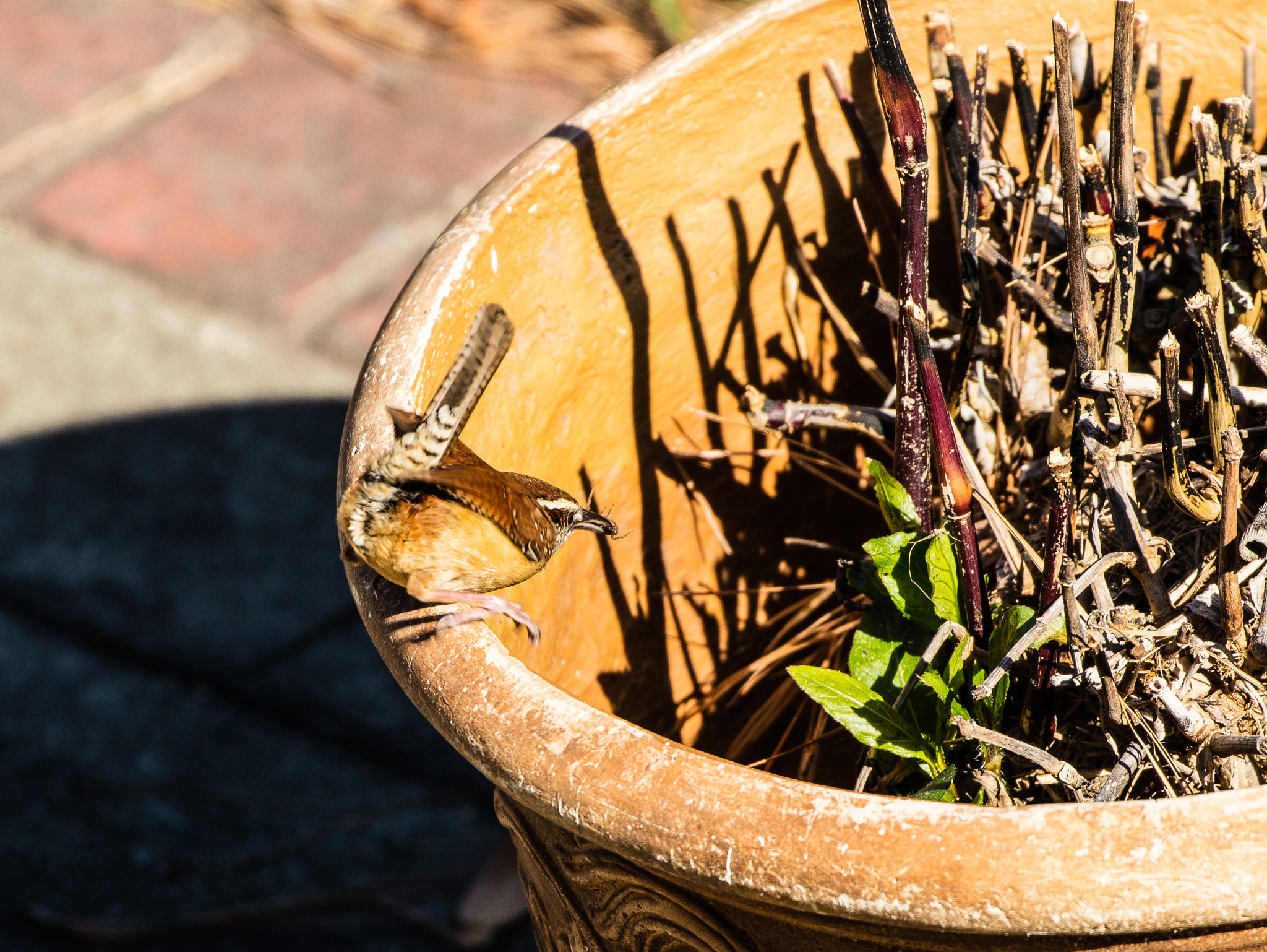 Canon EOS 5DS R sample photo. Feeding mother wren photography