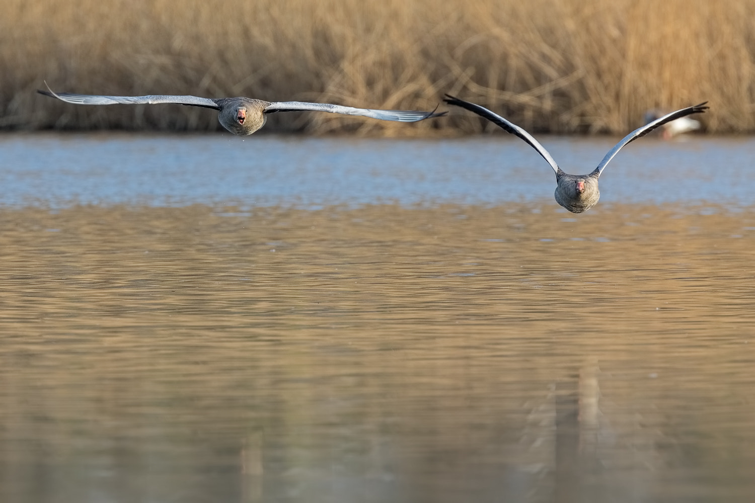 Canon EF 400mm F4.0 DO IS USM sample photo. Couple flight iv photography