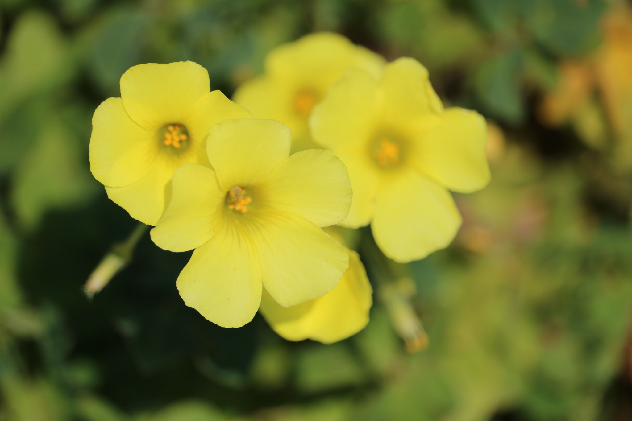 Canon EOS 750D (EOS Rebel T6i / EOS Kiss X8i) + Canon EF-S 55-250mm F4-5.6 IS STM sample photo. Flower photography