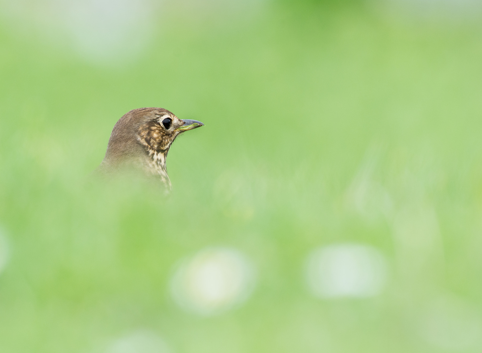 Nikon D7100 sample photo. Grive musicienne - song thrush photography