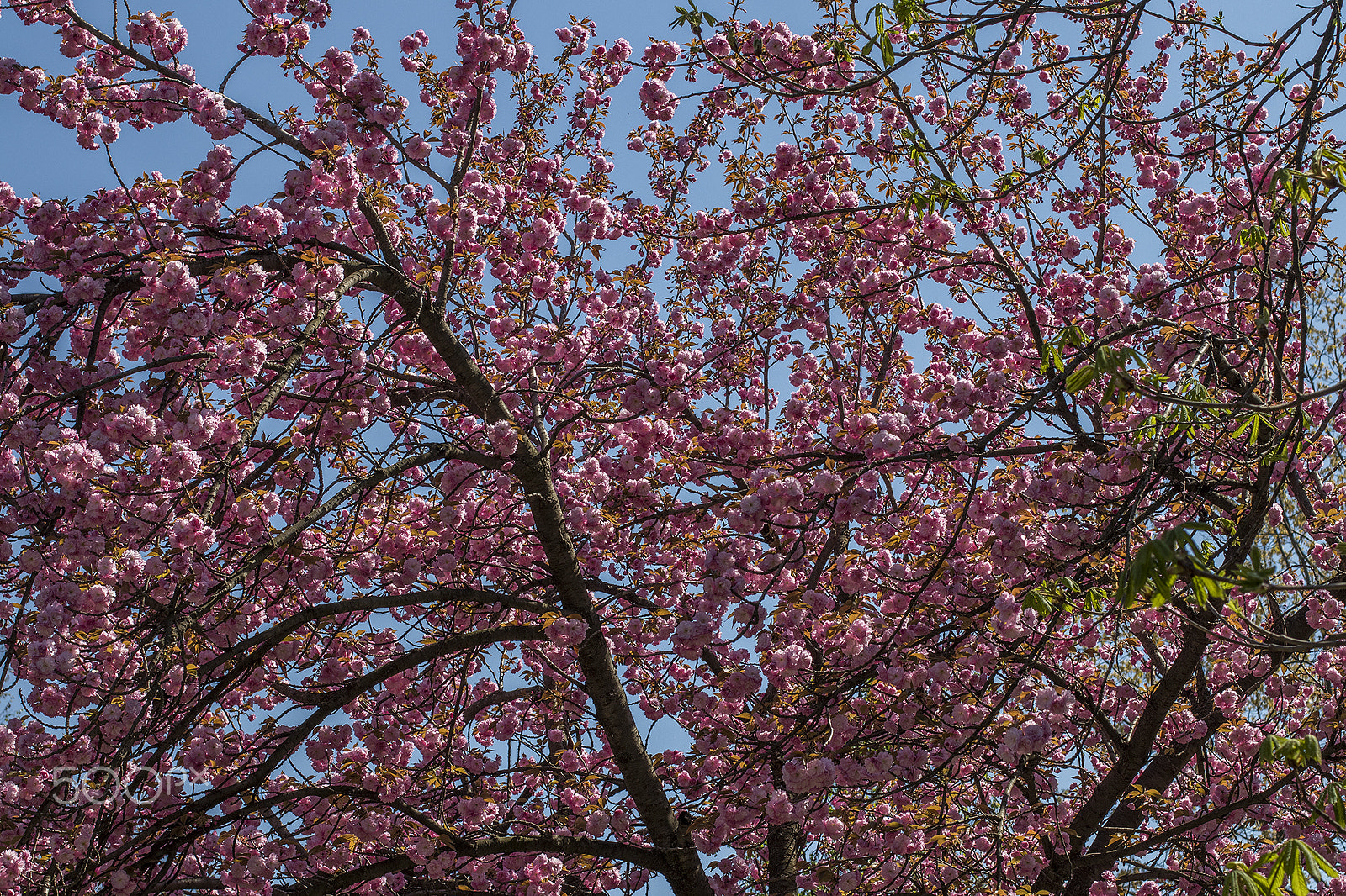 Canon EOS 80D + Canon EF 50mm F1.4 USM sample photo. Spring trees photography