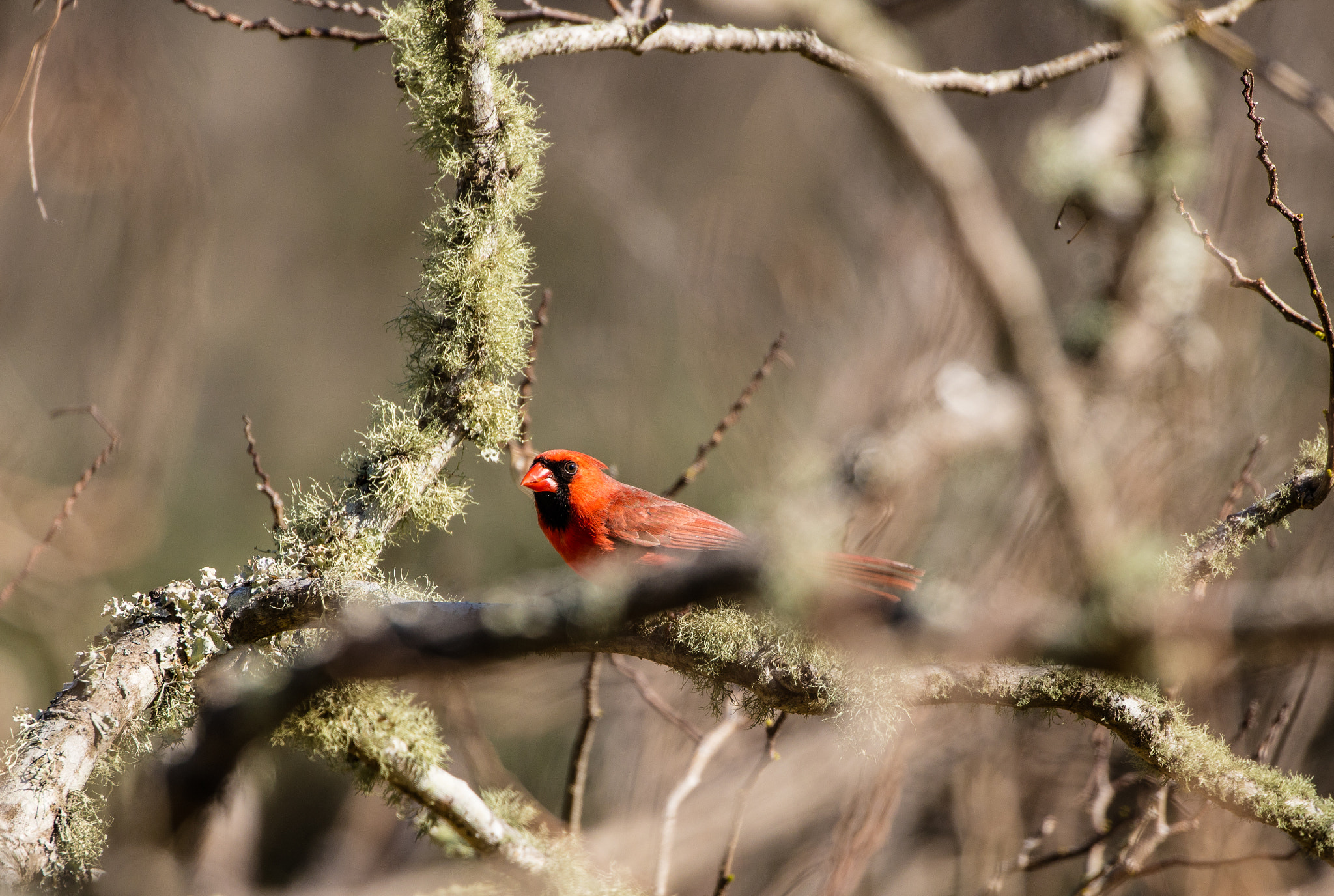 Canon EOS 5DS R sample photo. Time out for moss photography
