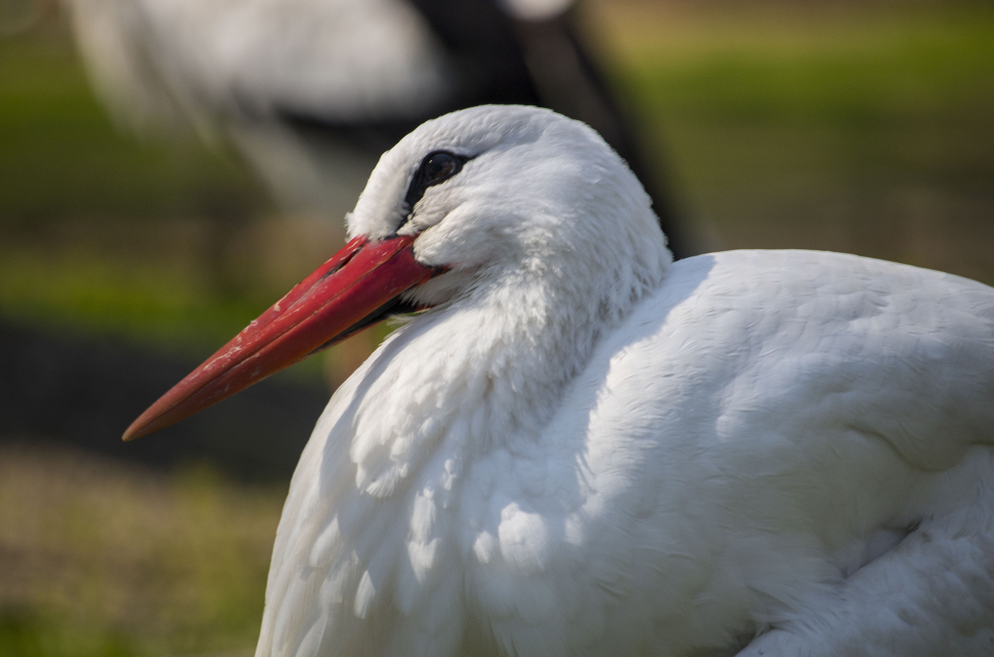 Canon EF-S 55-250mm F4-5.6 IS STM sample photo. Stork in the zoo photography
