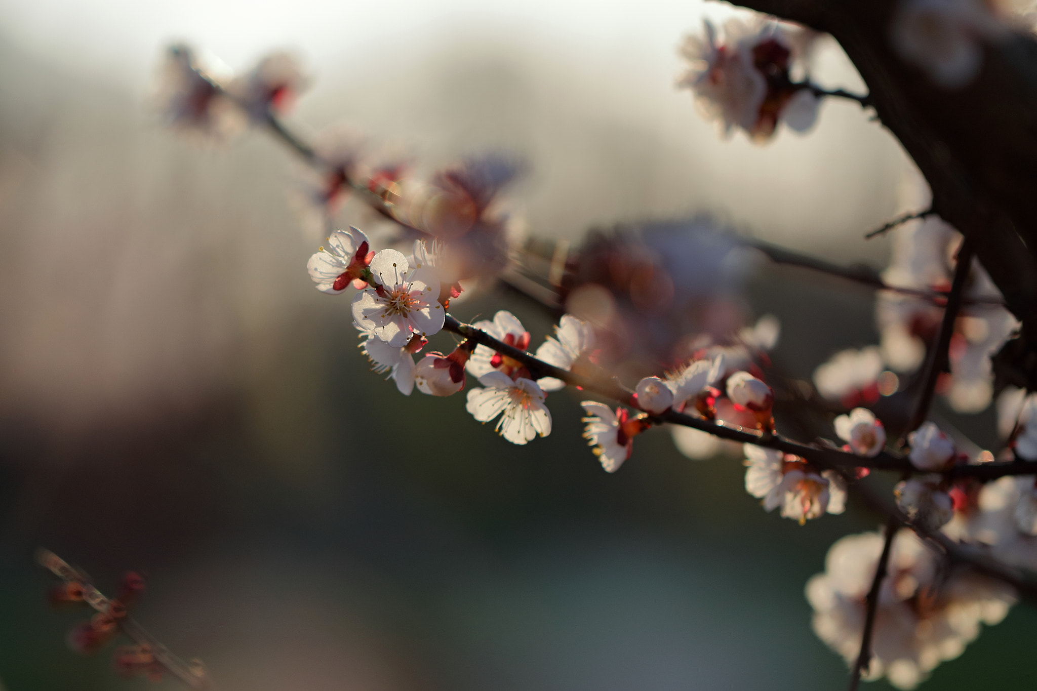 Canon EF 100mm F2.8L Macro IS USM sample photo. Magnolia in sunshine photography