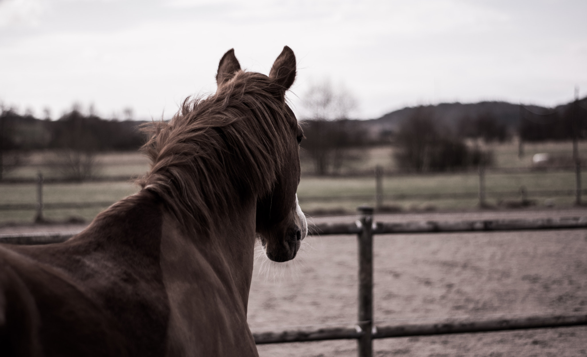 Nikon D3300 + AF-S DX VR Zoom-Nikkor 18-55mm f/3.5-5.6G + 2.8x sample photo. Horse photography