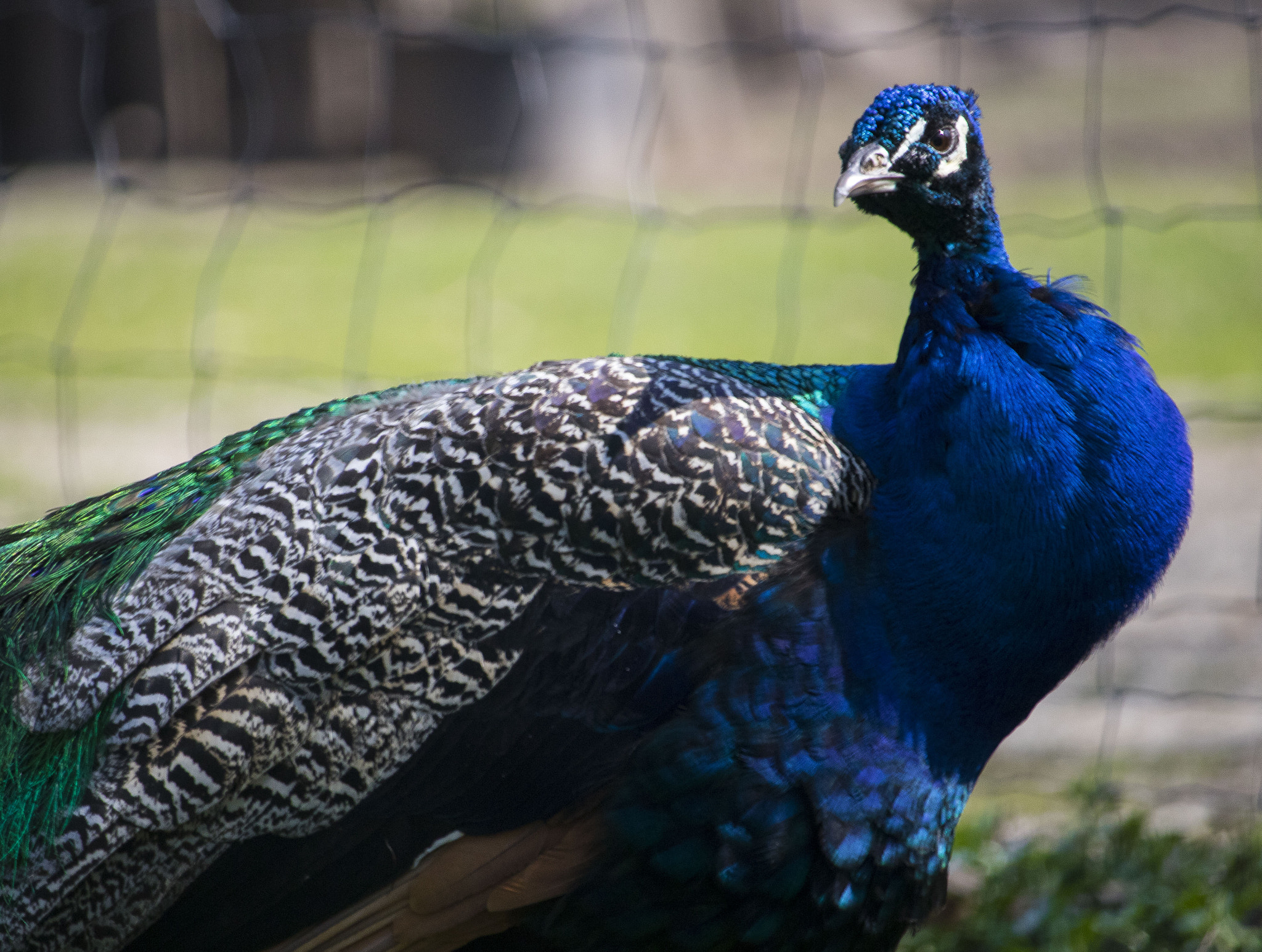 Canon EF-S 55-250mm F4-5.6 IS STM sample photo. Peacock photography