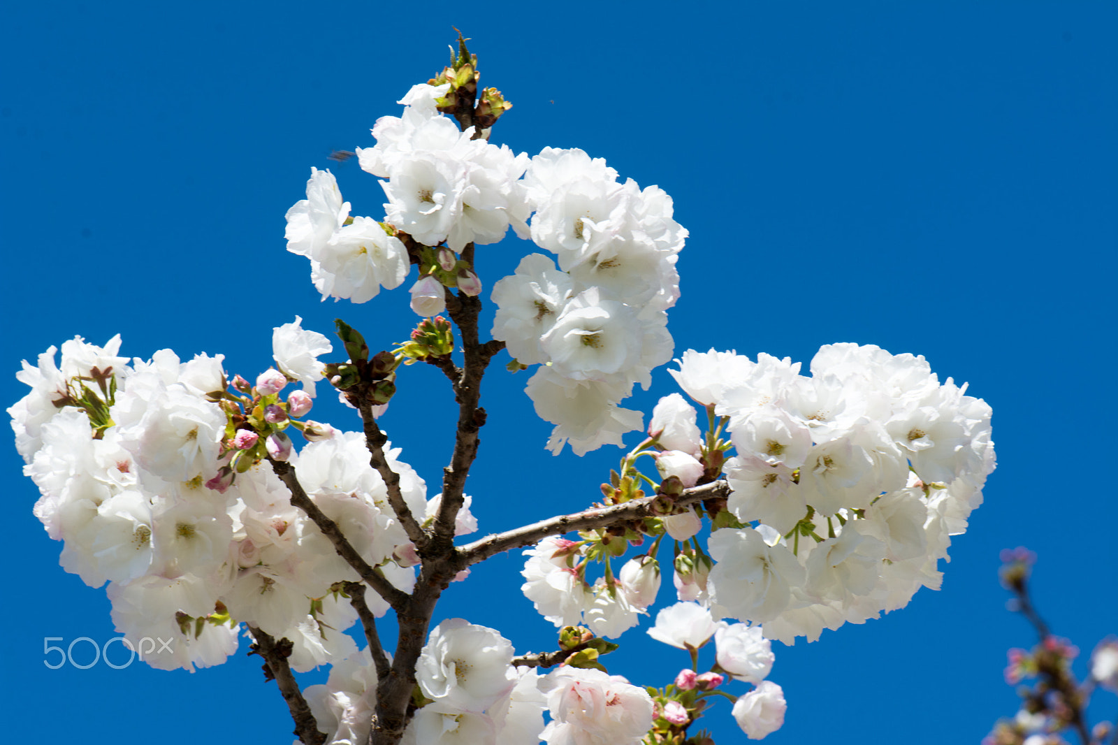 Nikon AF-S Micro-Nikkor 105mm F2.8G IF-ED VR sample photo. Kcj_2051-1.jpg photography