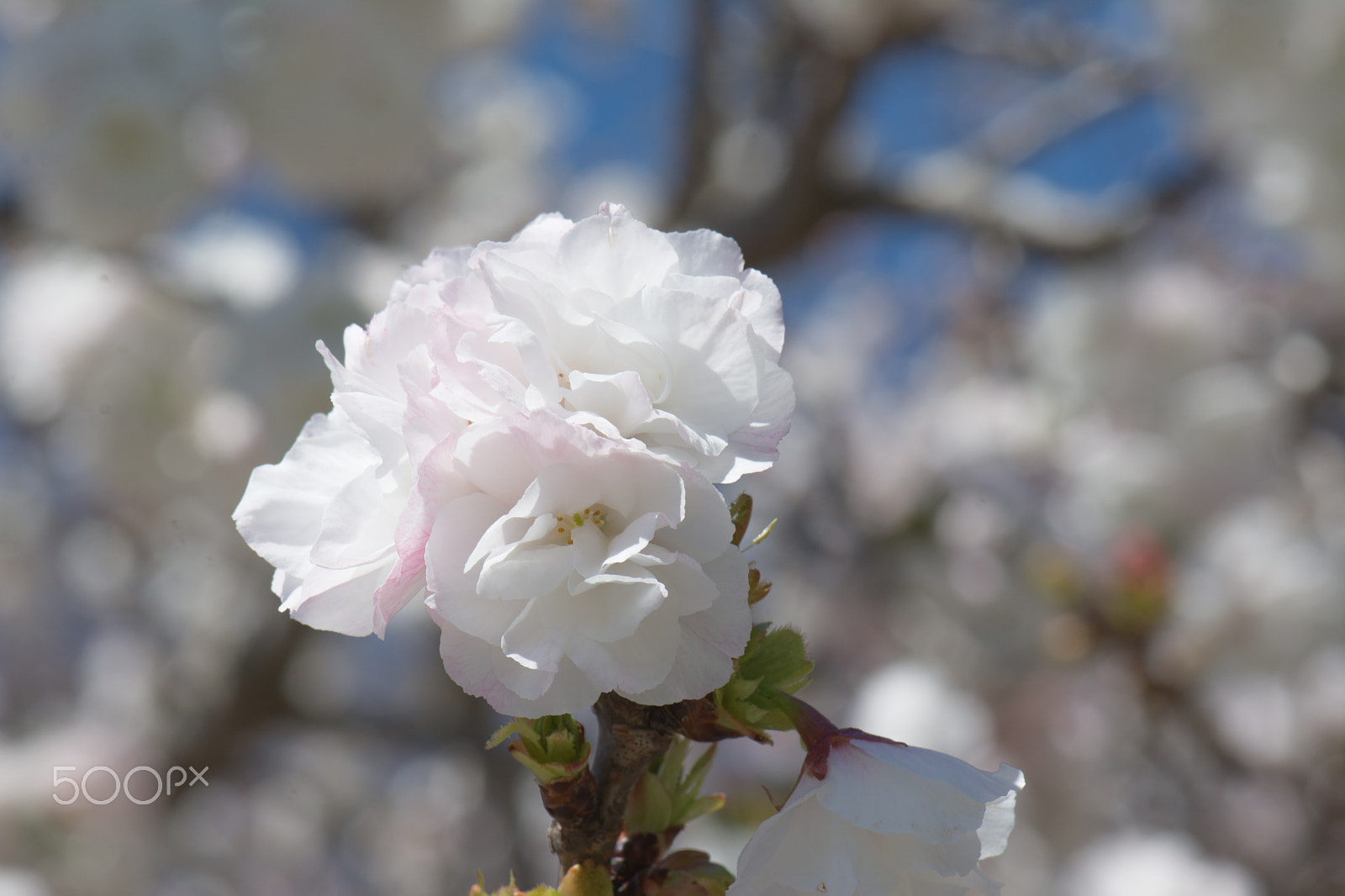 Nikon AF-S Micro-Nikkor 105mm F2.8G IF-ED VR sample photo. Kcj_2052-1.jpg photography