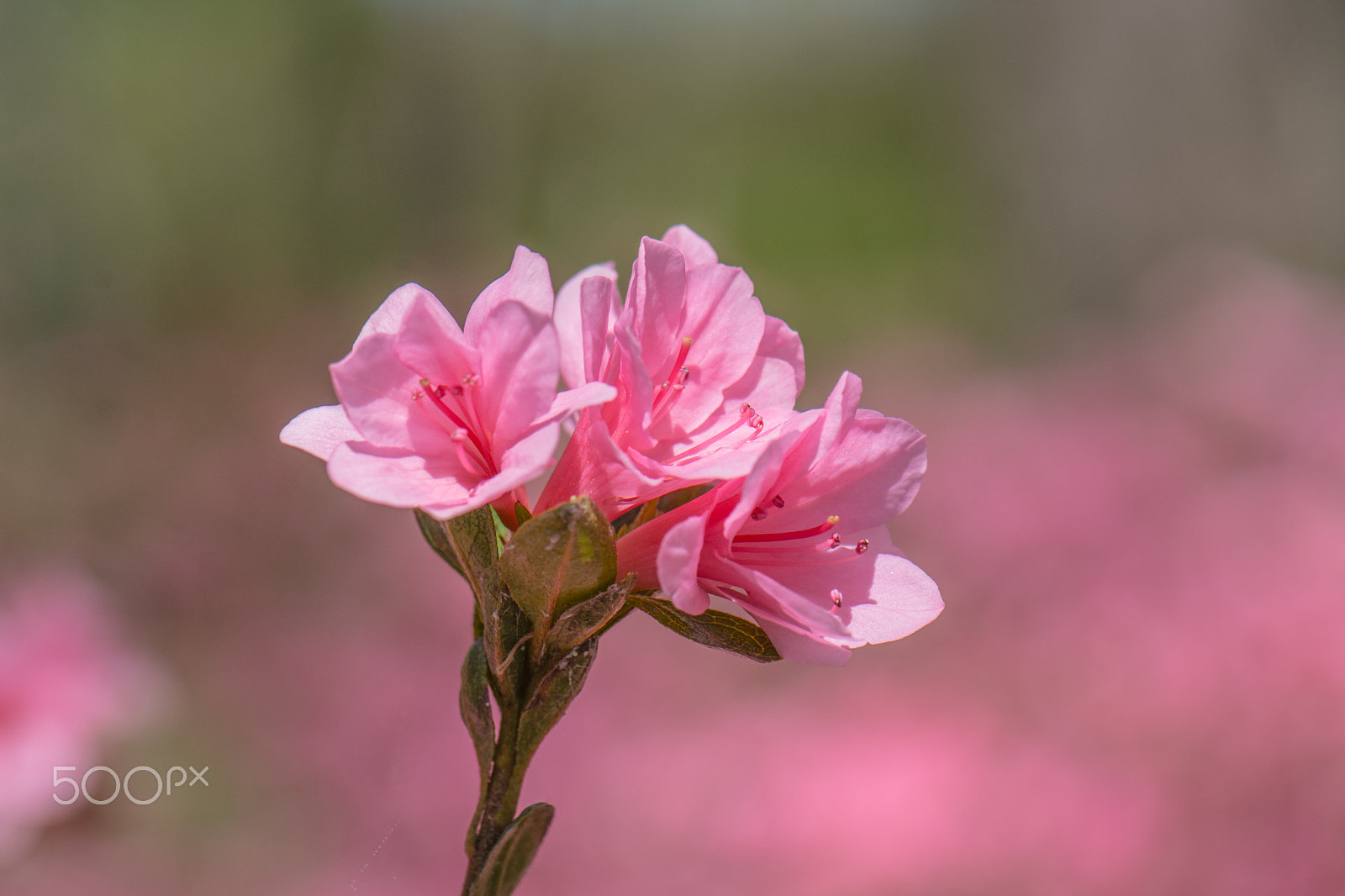 Nikon AF-S Micro-Nikkor 105mm F2.8G IF-ED VR sample photo. Kcj_2062-1.jpg photography