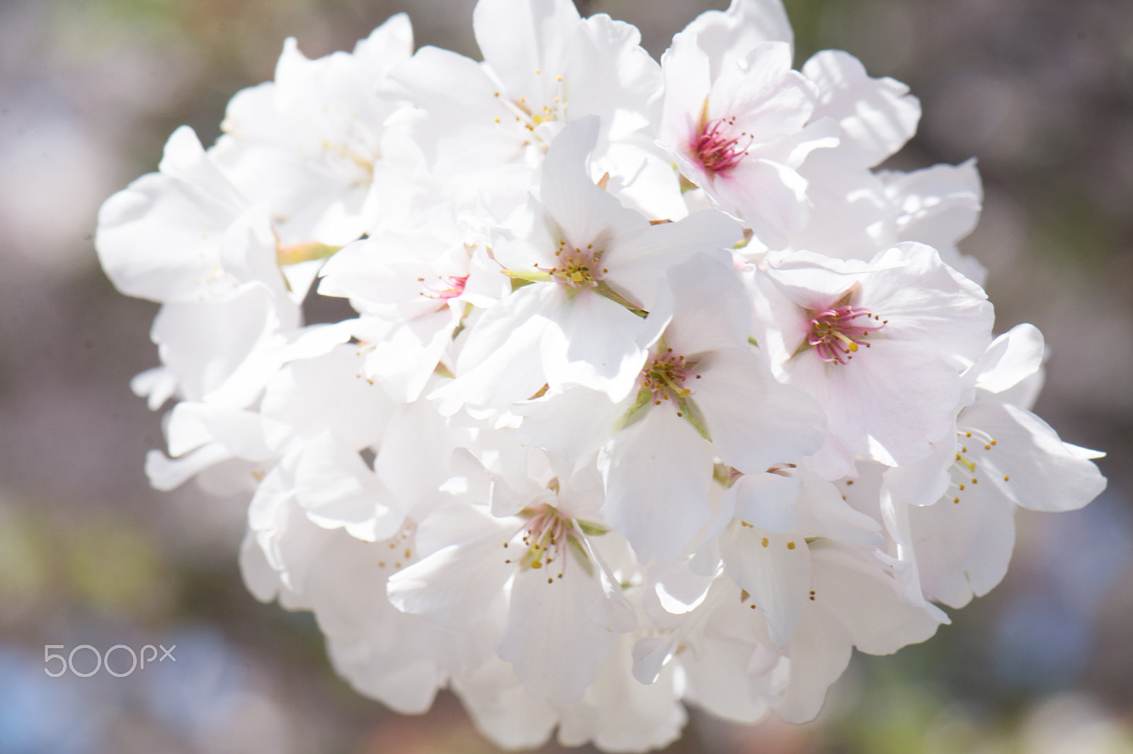 Nikon AF-S Micro-Nikkor 105mm F2.8G IF-ED VR sample photo. Kcj_2055-1.jpg photography