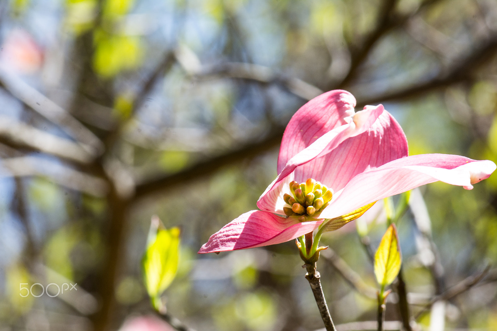 Nikon AF-S Micro-Nikkor 105mm F2.8G IF-ED VR sample photo. Kcj_2056-1.jpg photography