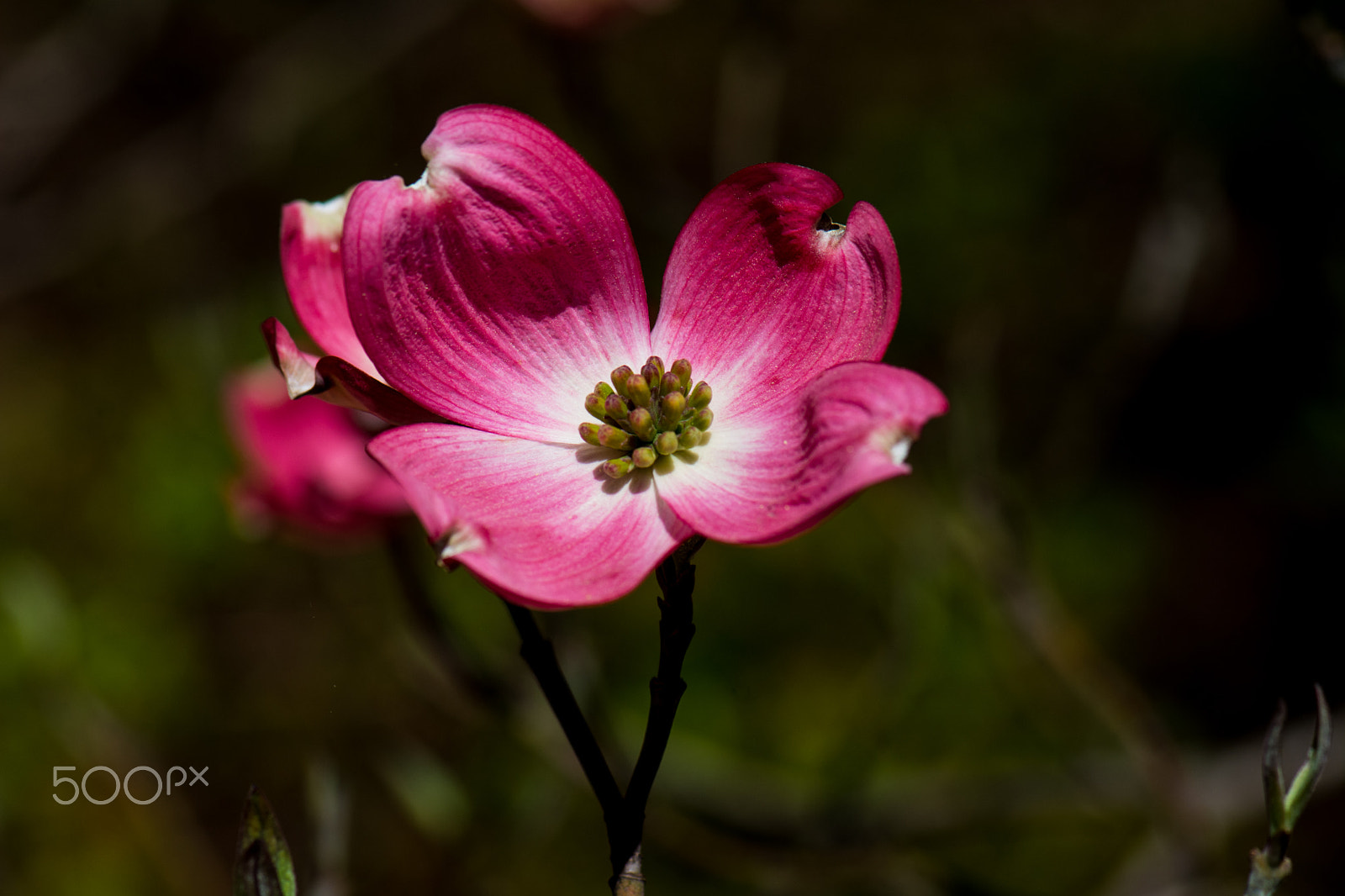 Nikon AF-S Micro-Nikkor 105mm F2.8G IF-ED VR sample photo. Kcj_2098-1.jpg photography